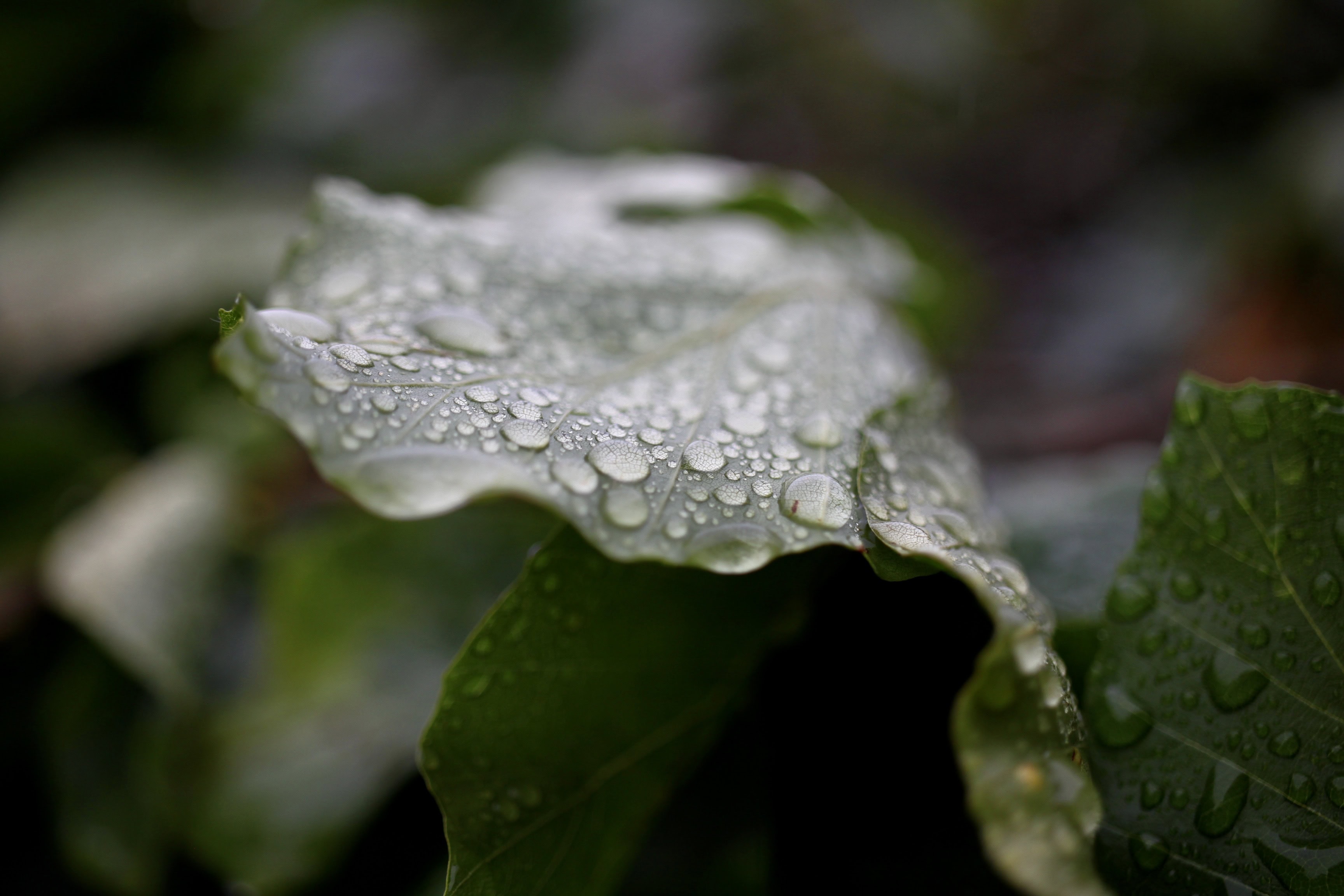 Raindrops
