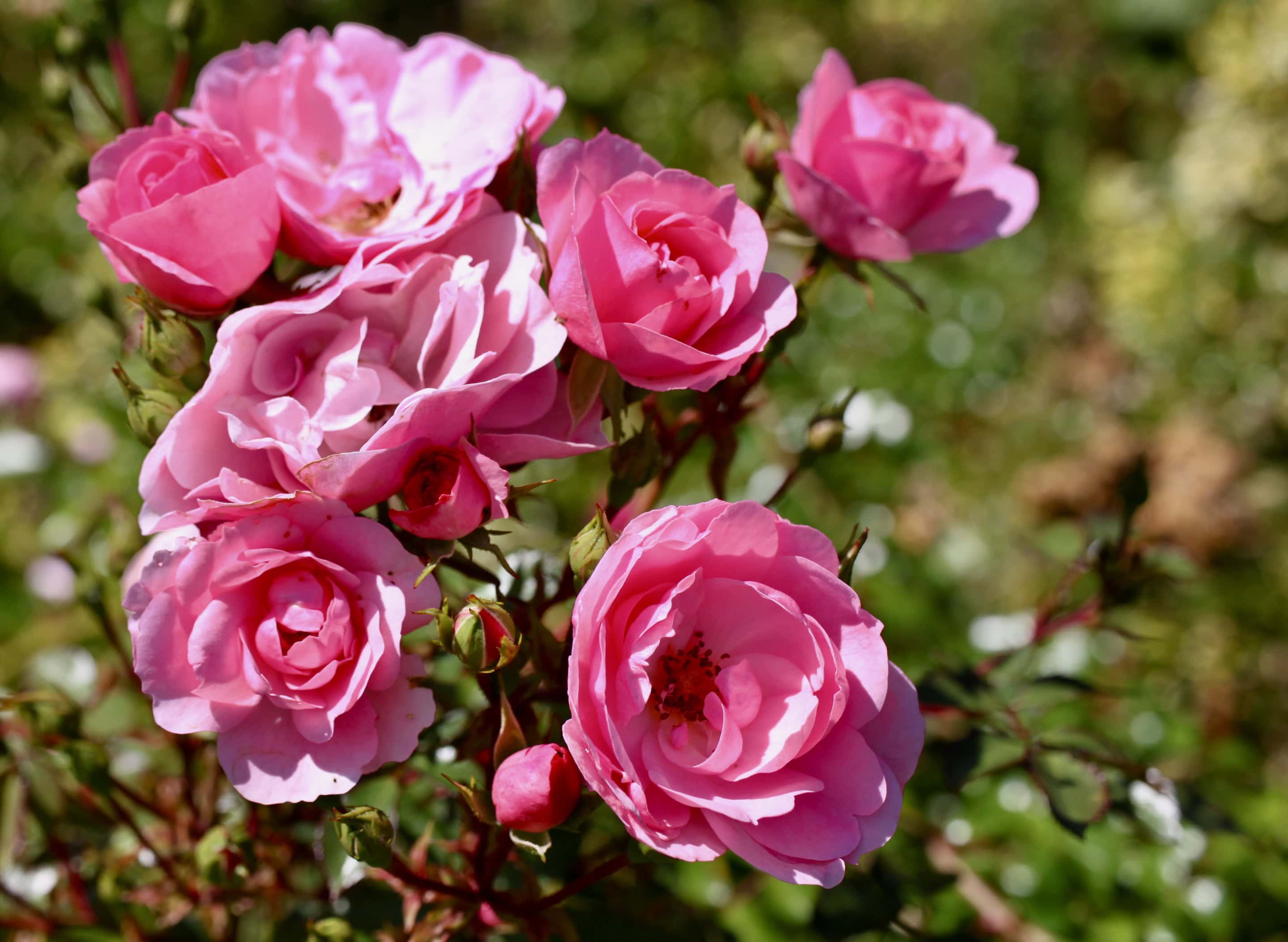 Pink roses
