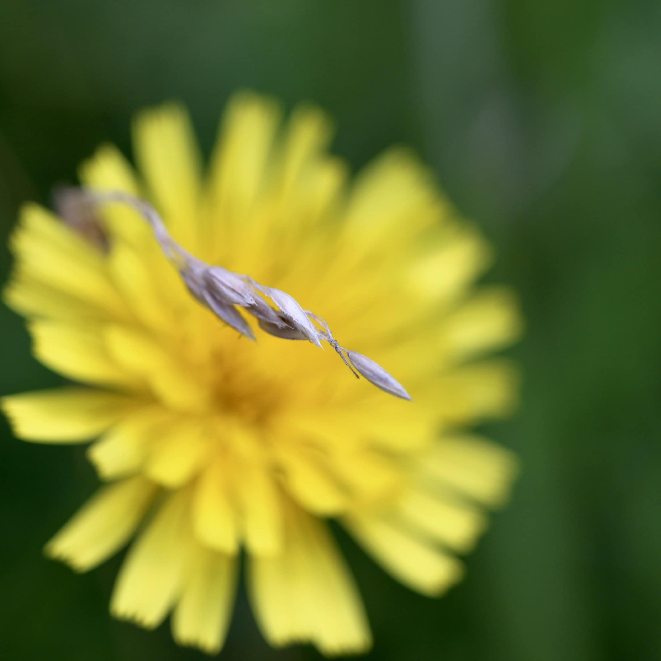 Oat Grass and a Dandelion — FOTD Aug 29