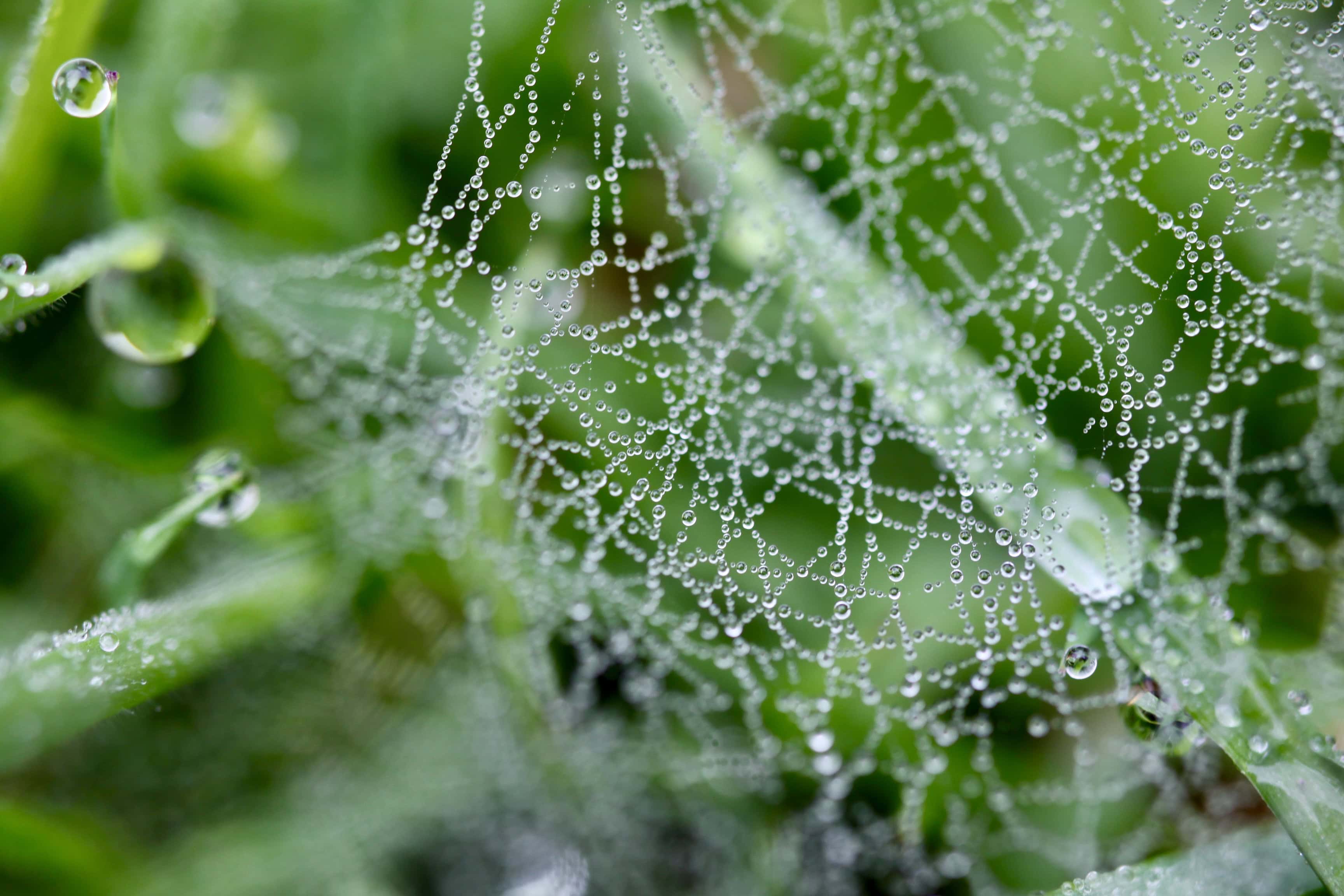 Raindrops on a web