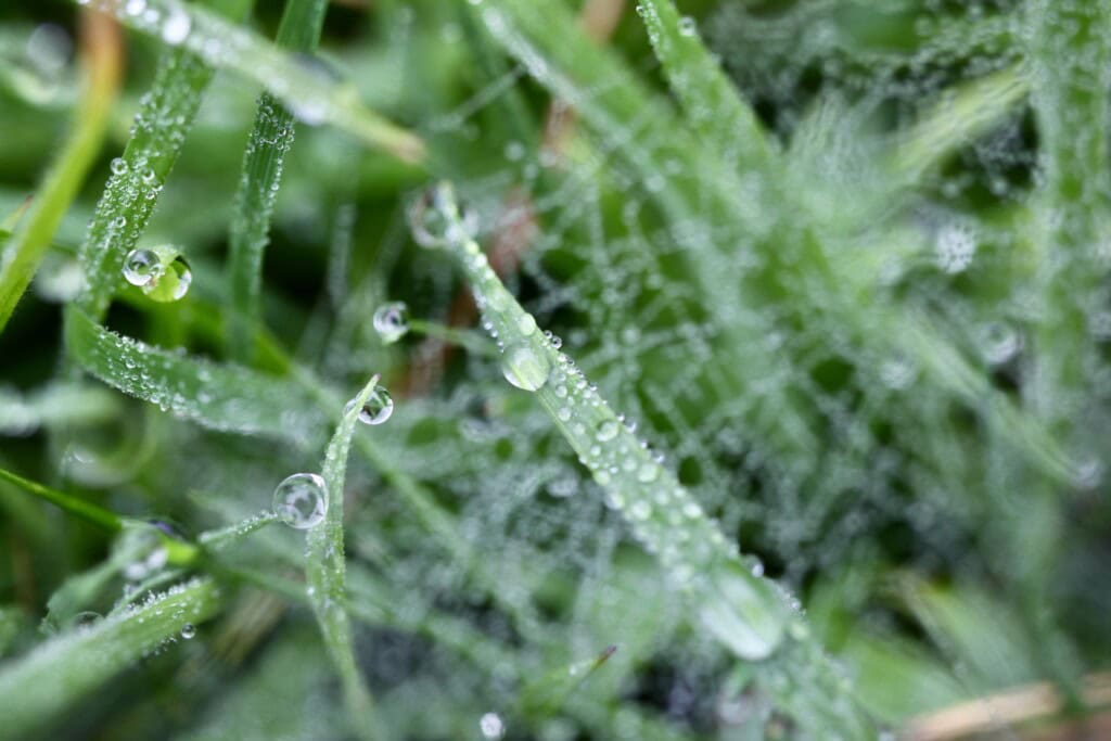 Raindrops through a web