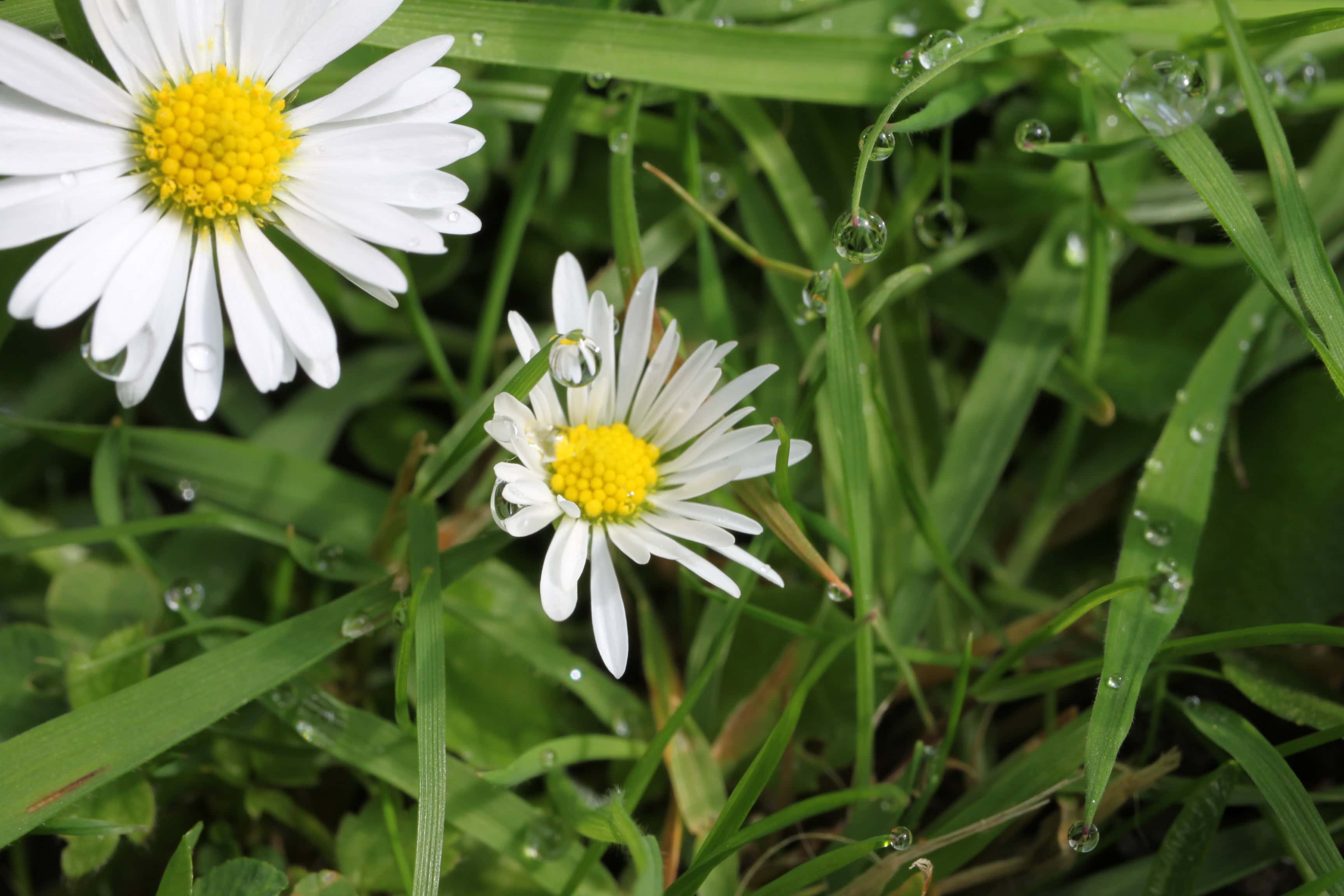 Daisy