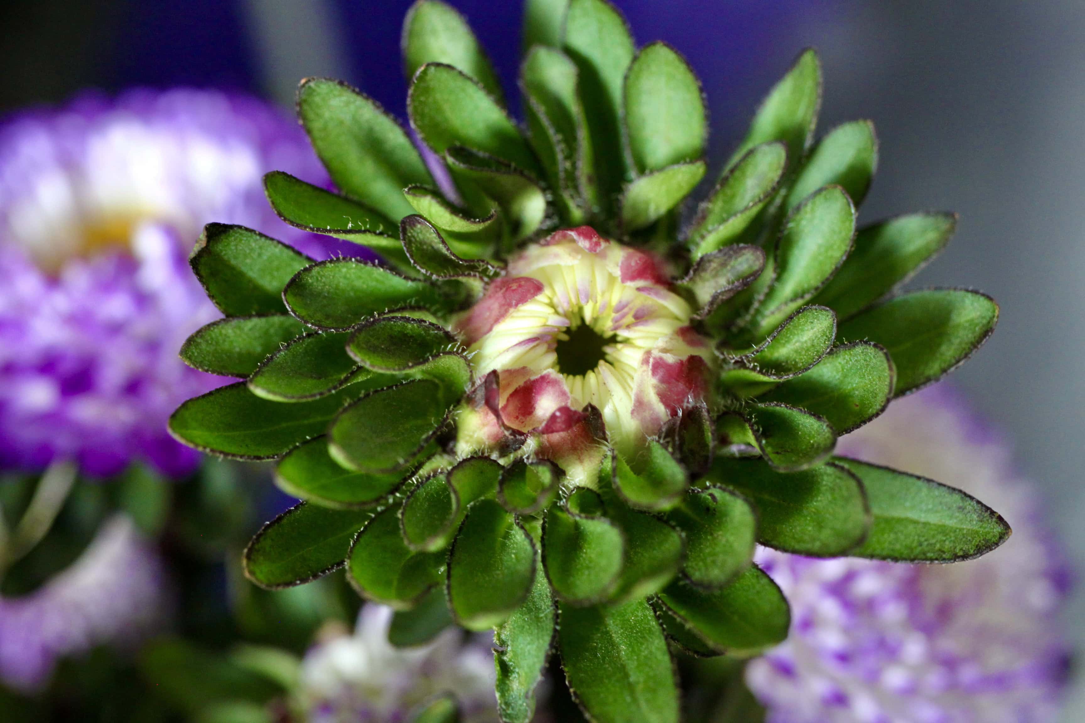 Unopened aster