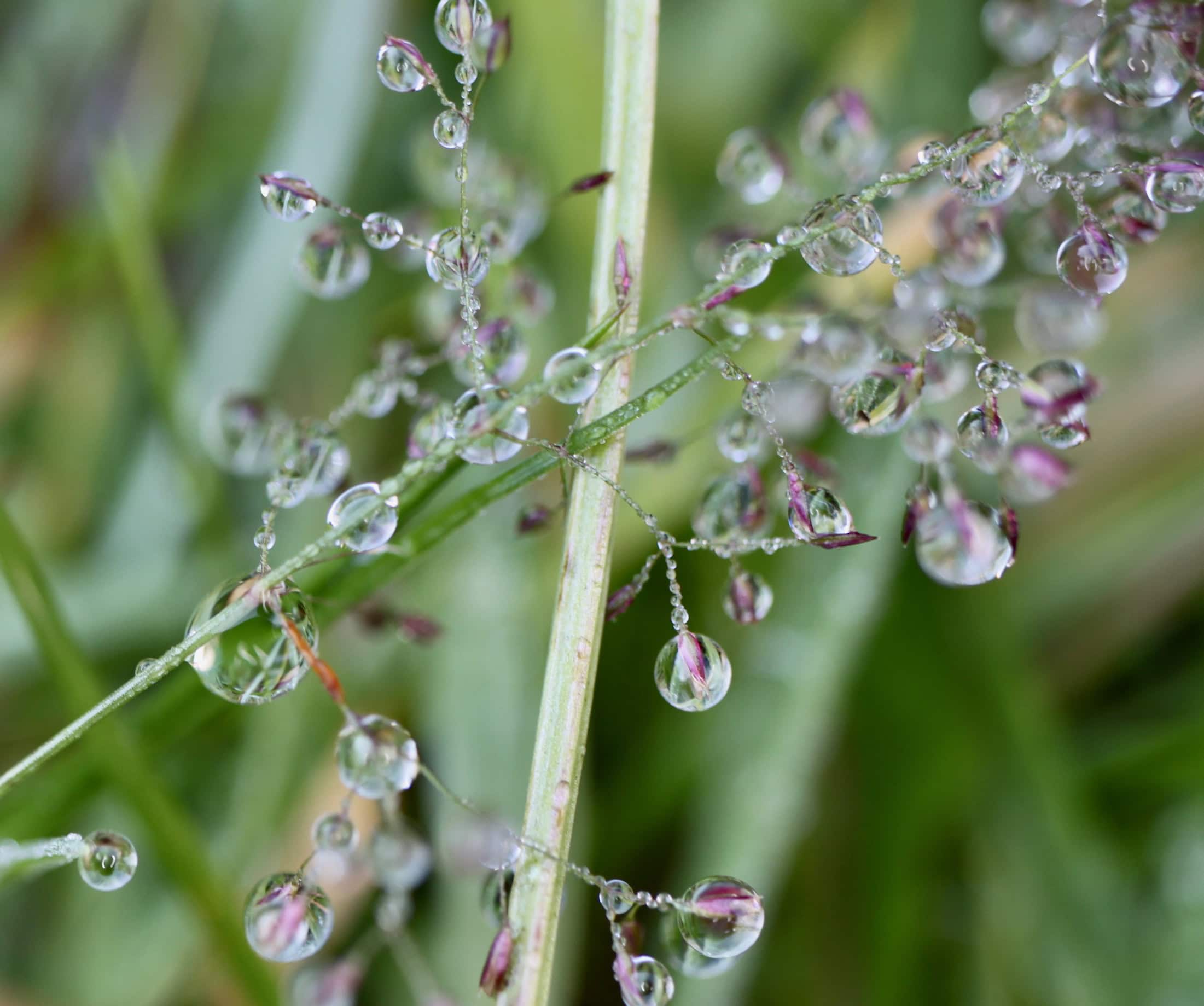 Raindrops #15