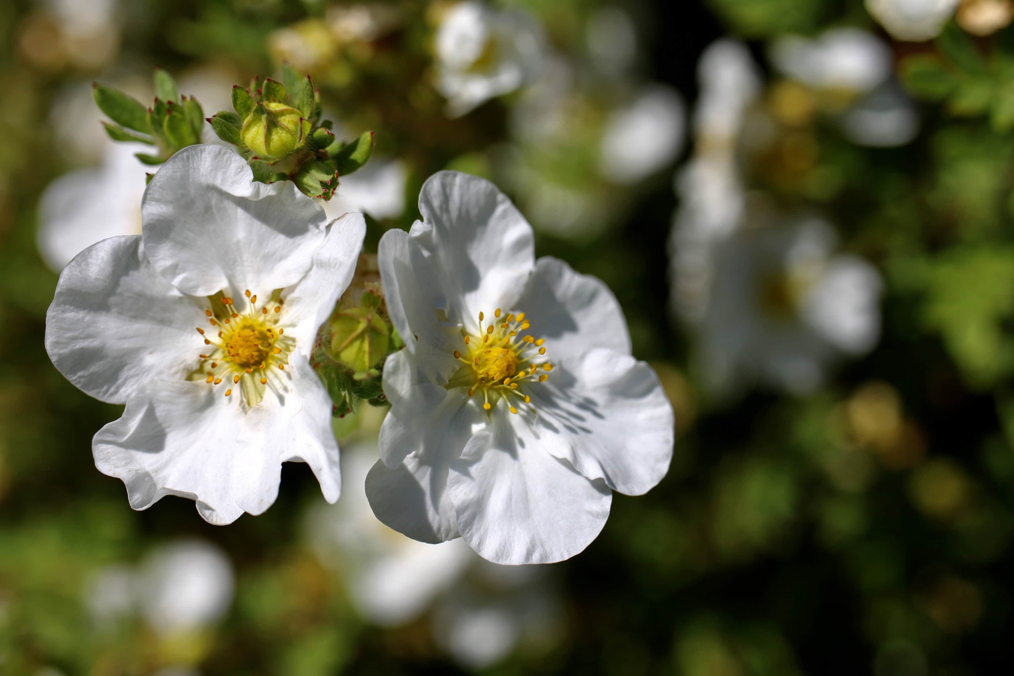 Wild white rose