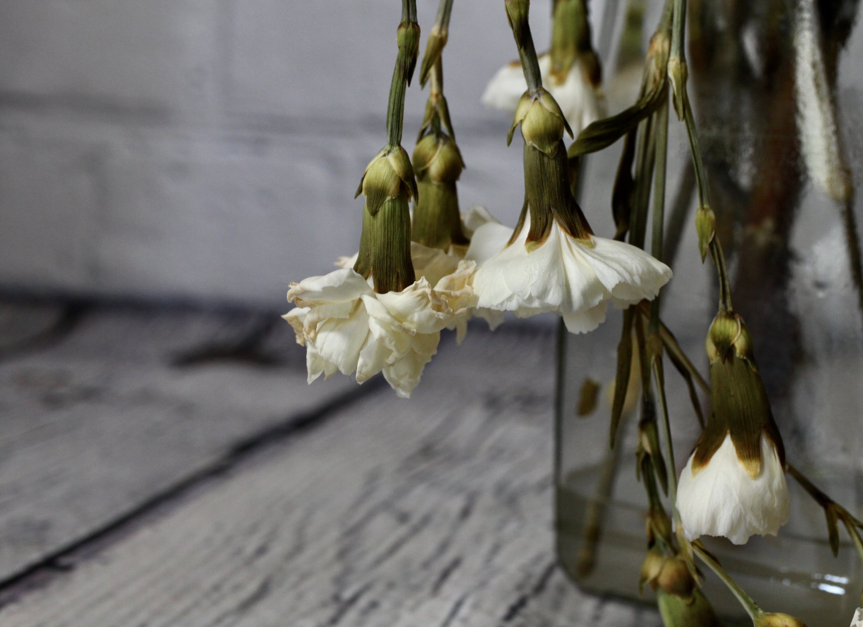 Wilting — FOTD Aug 21