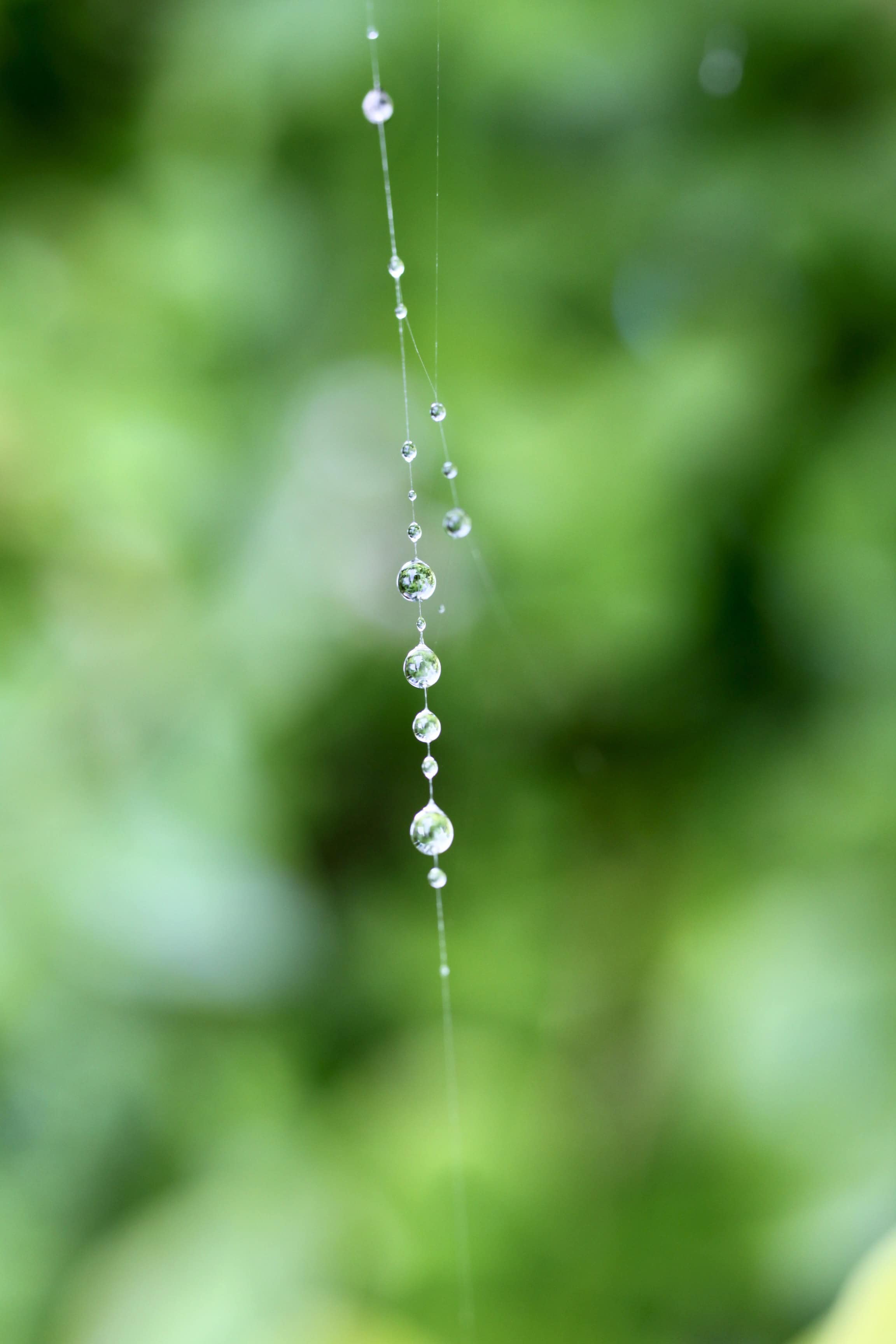 Raindrops on a web