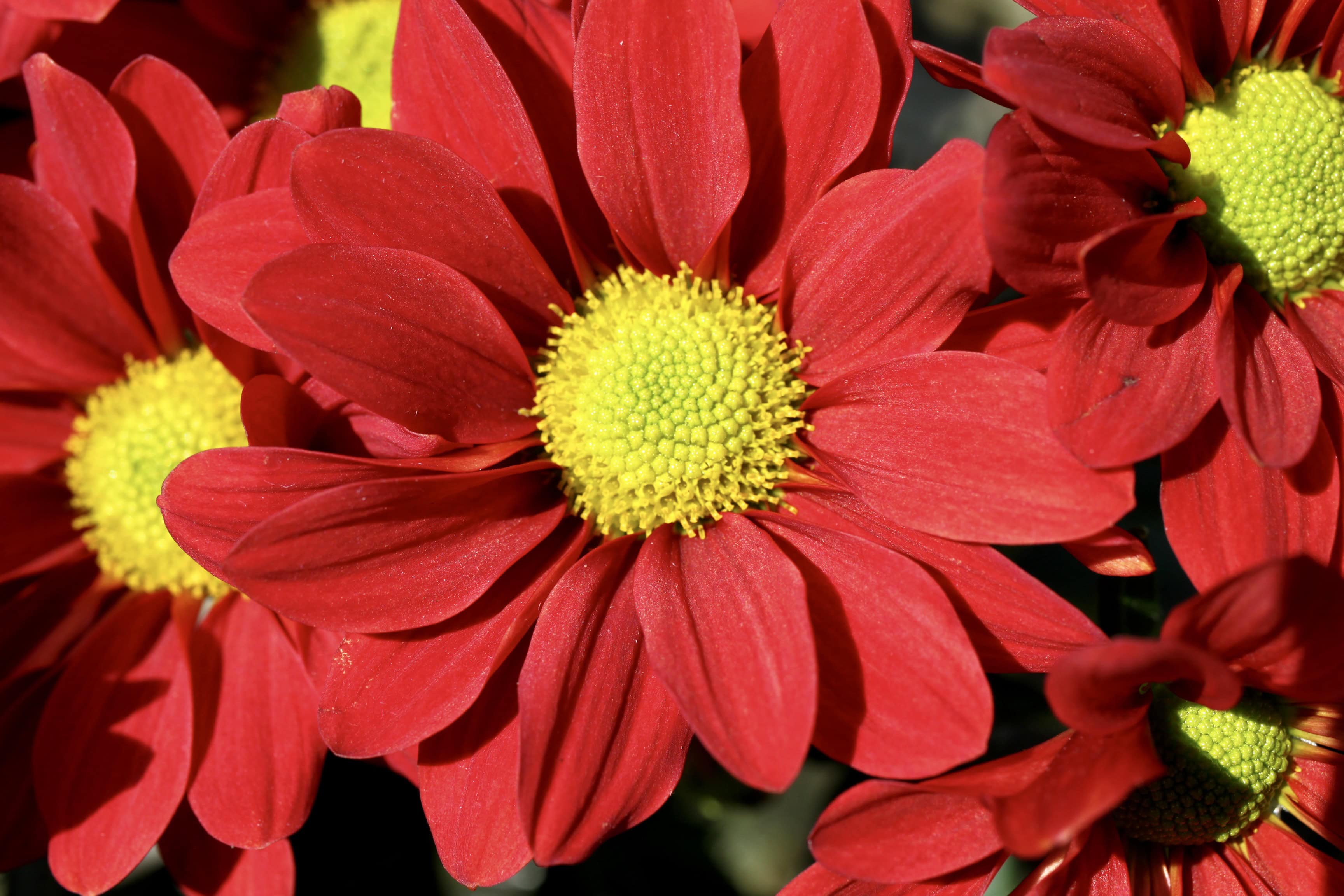 Red chrysanths
