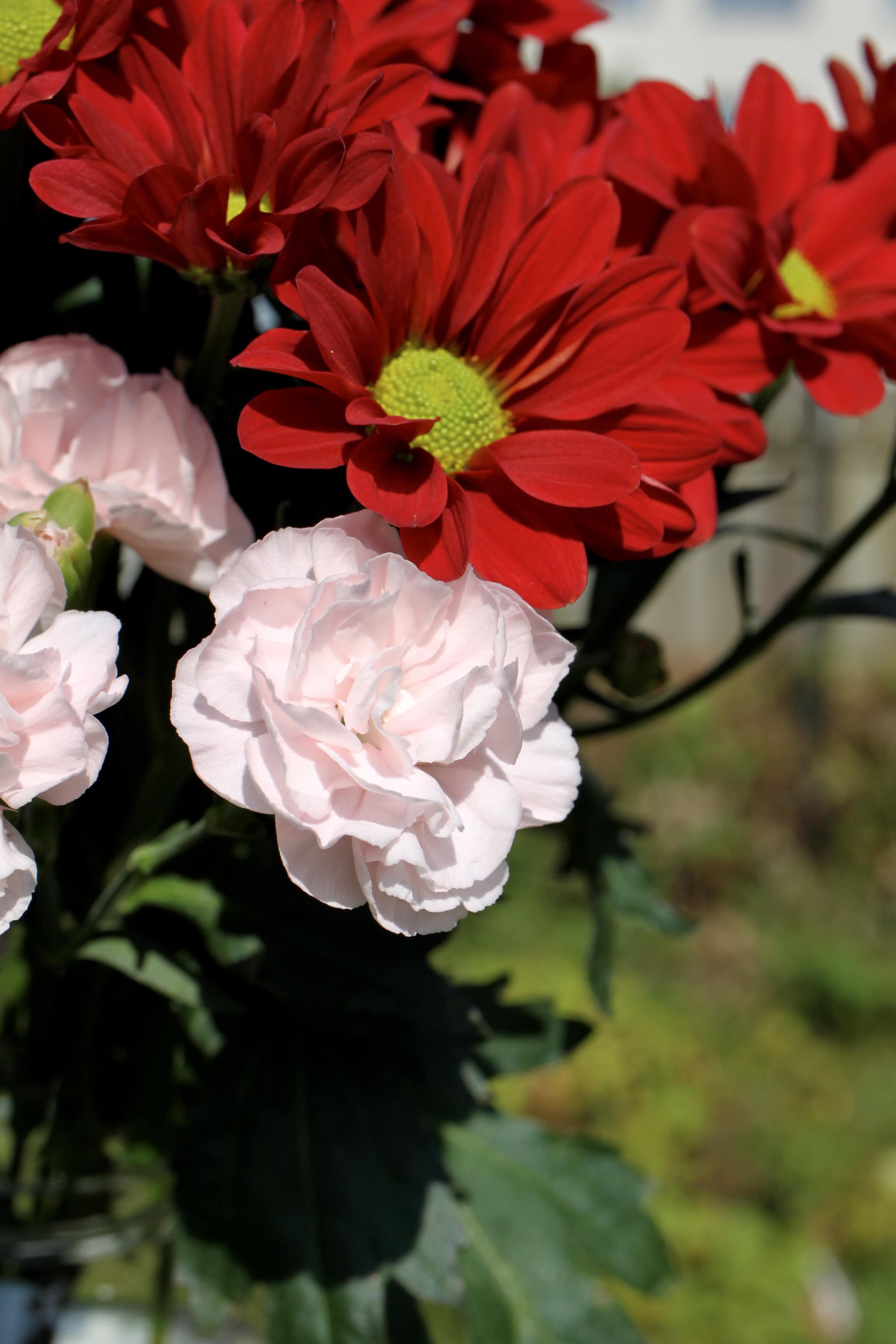 Carnations & chrysanths