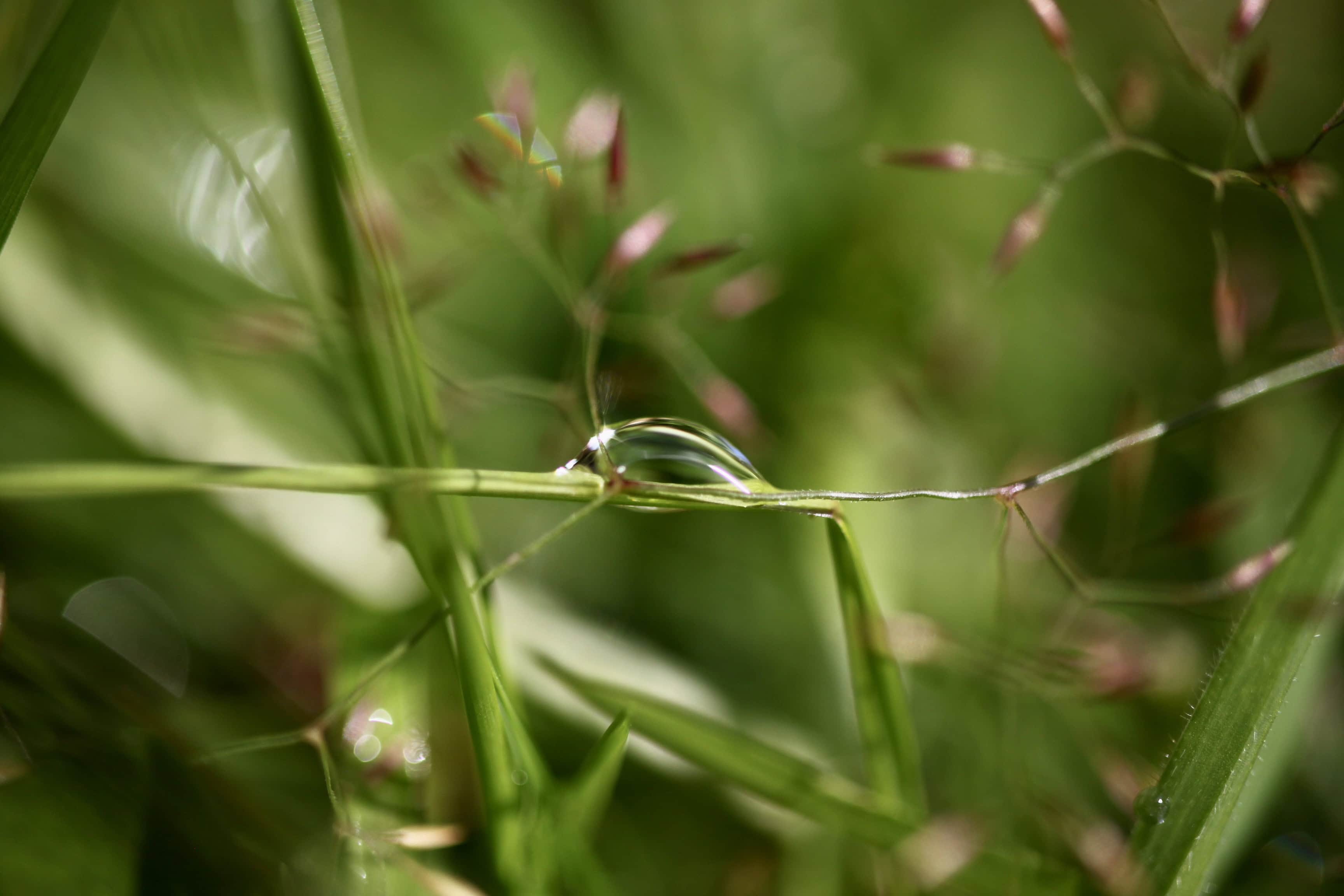 Raindrop on grass stem
