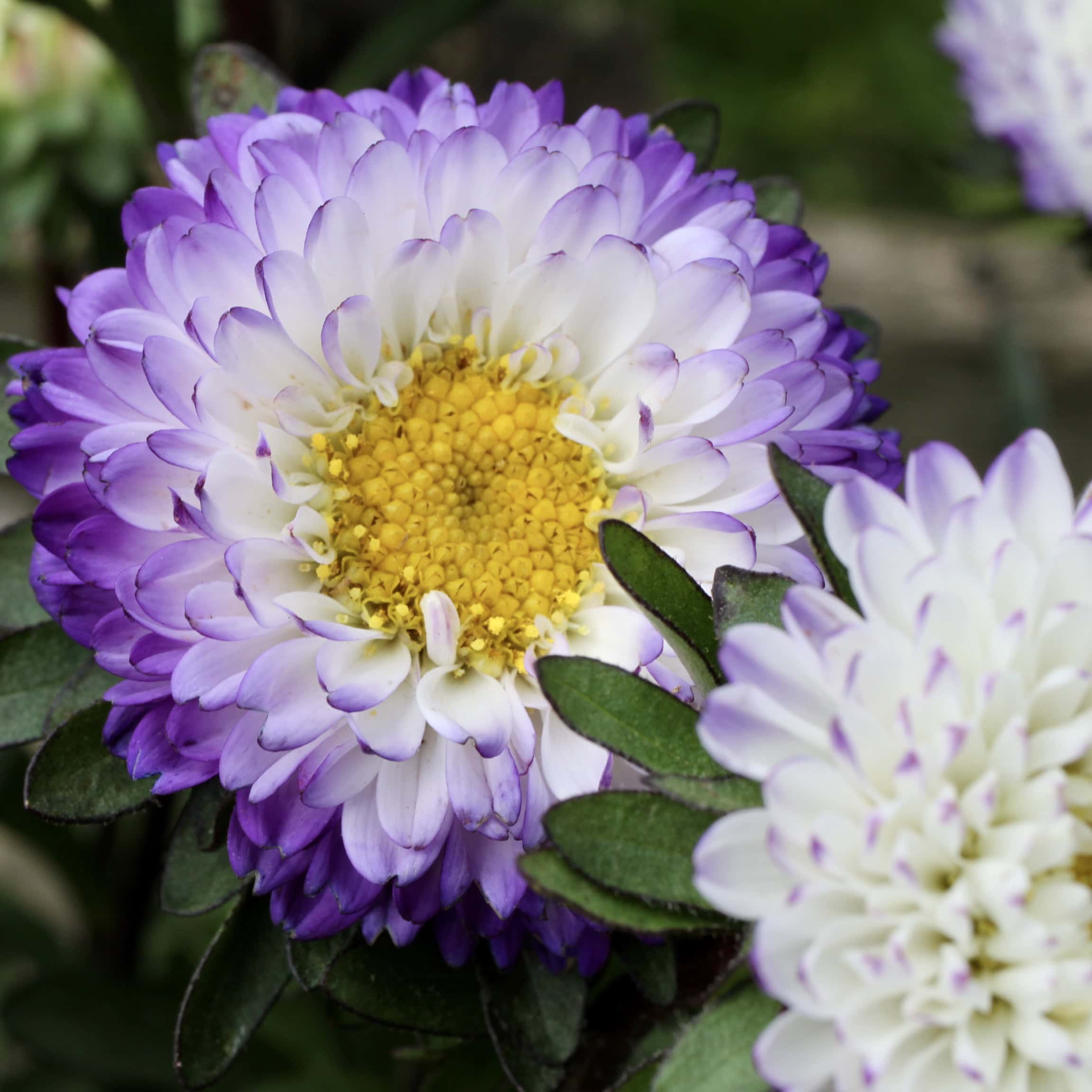 Purple and White Aster — FOTD Aug 28