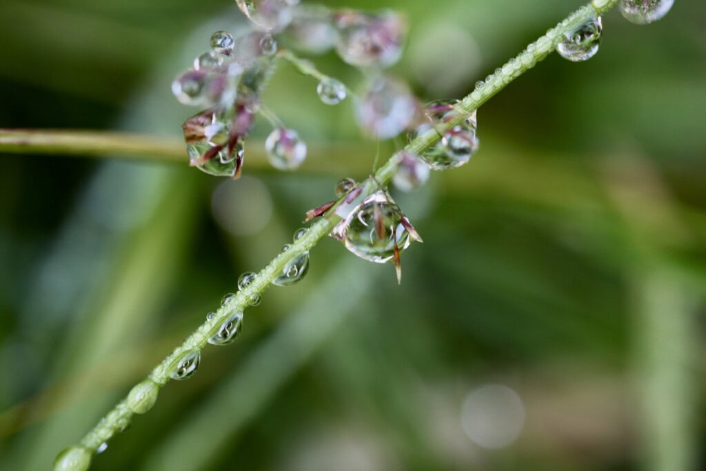Raindrops on oat grass