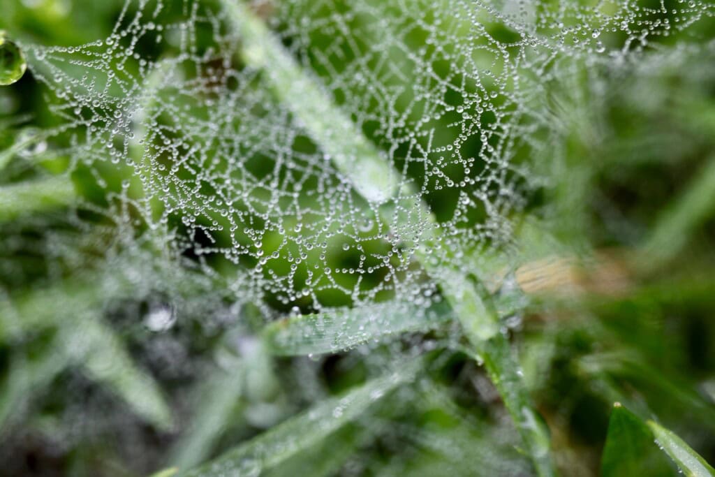 Raindrops on a web