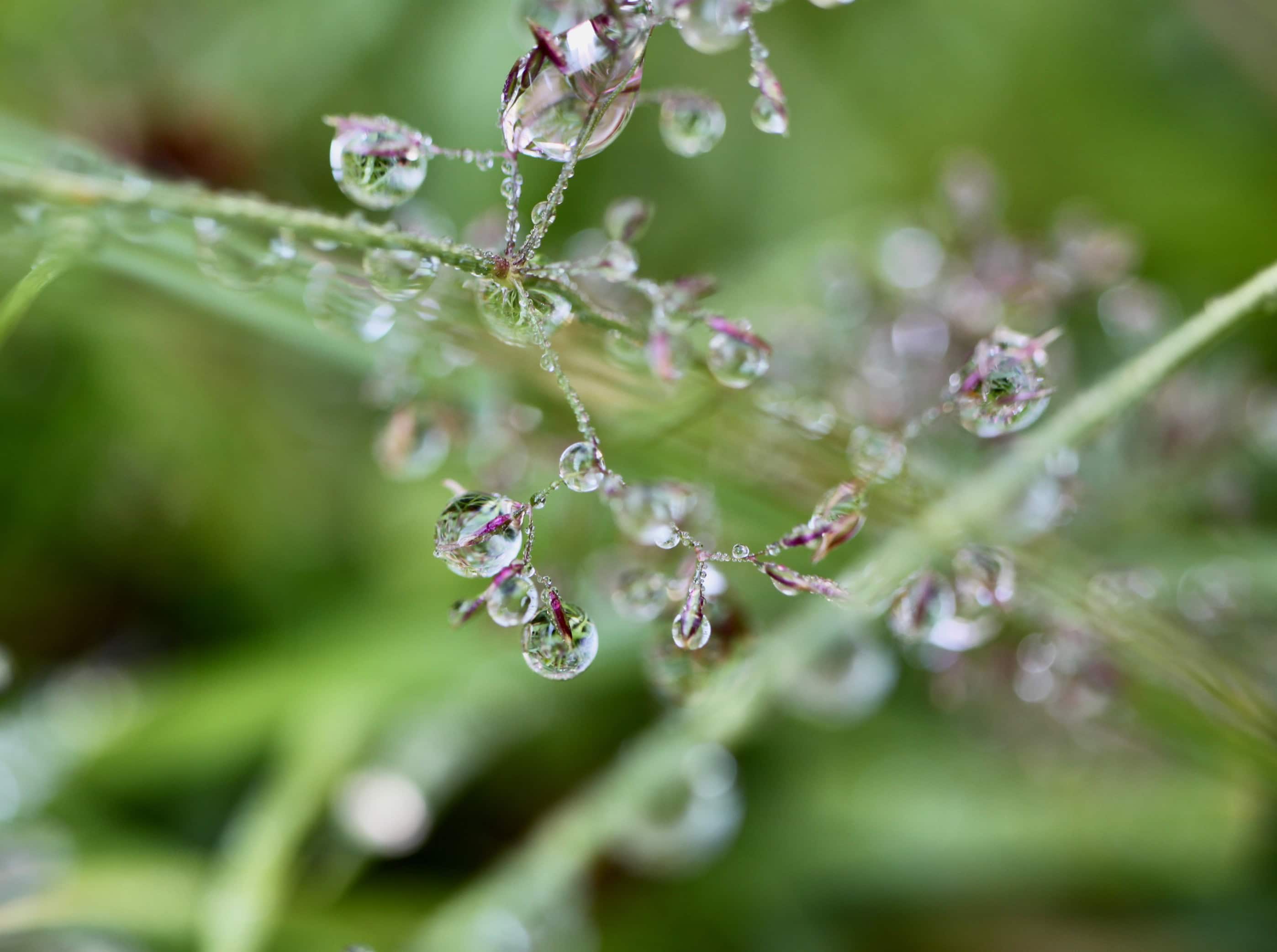 Raindrops on oat grass