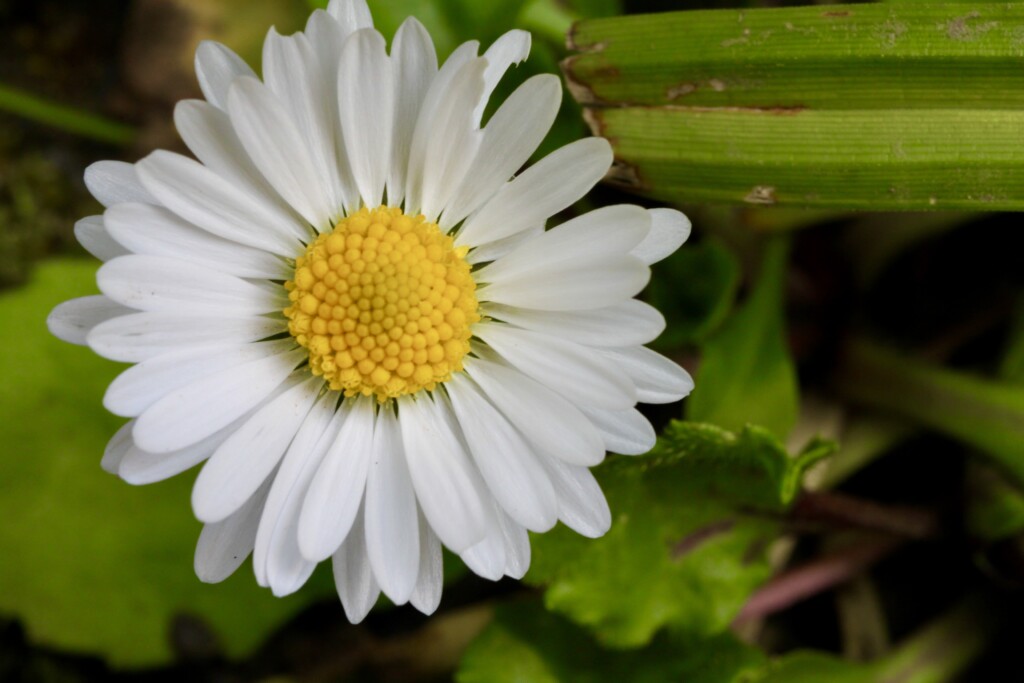 Daisy