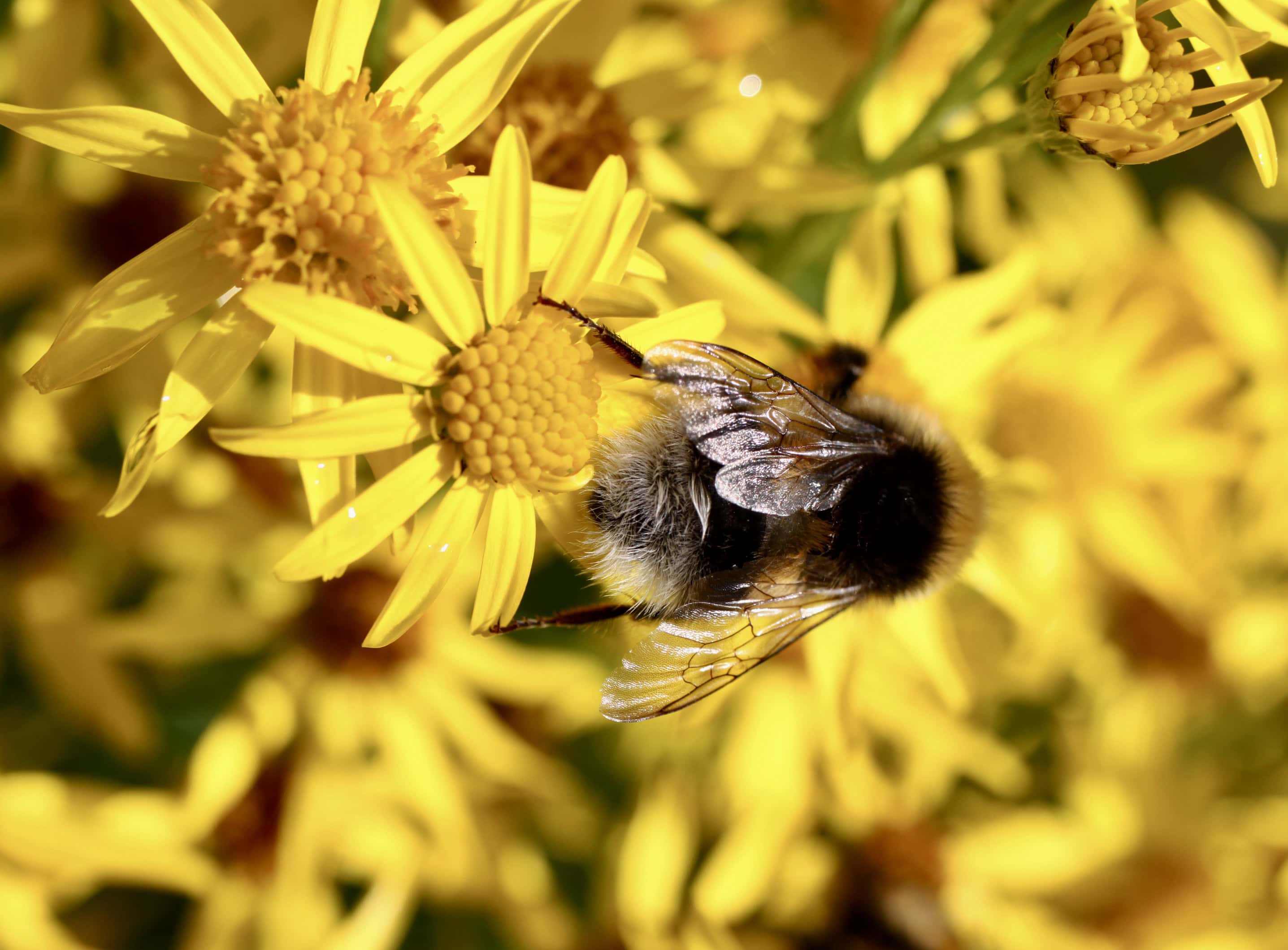 Bee