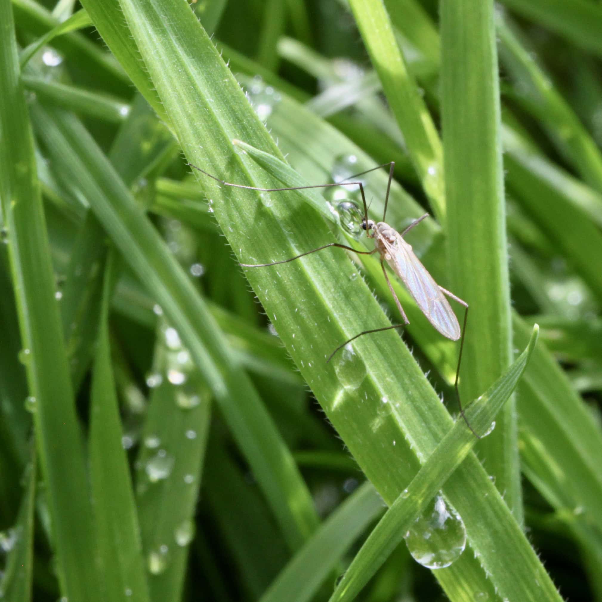 Fly Drinking from a Raindrop
