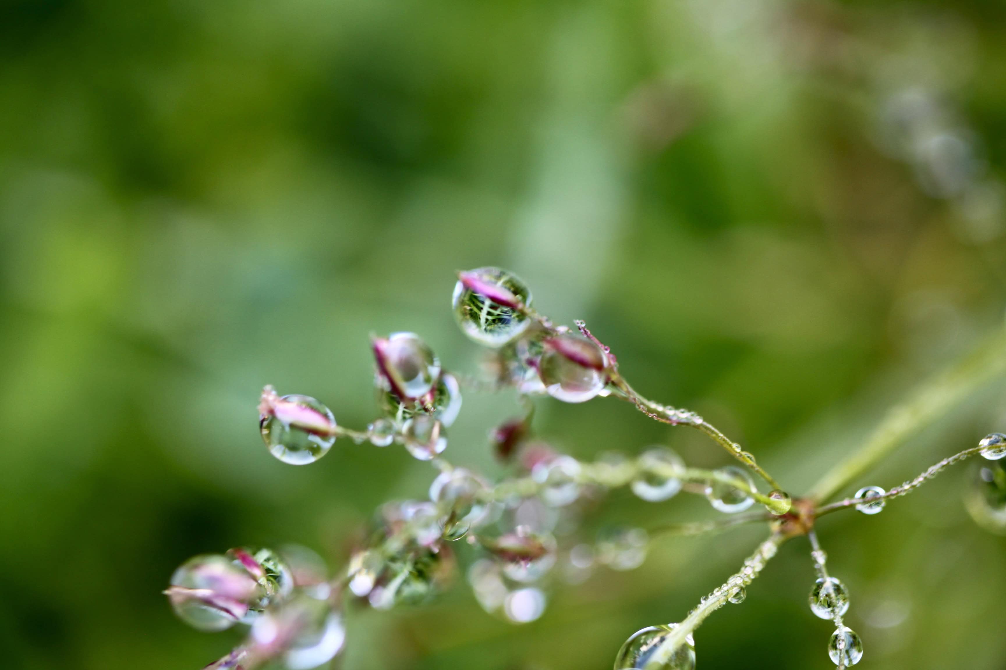 Raindrops