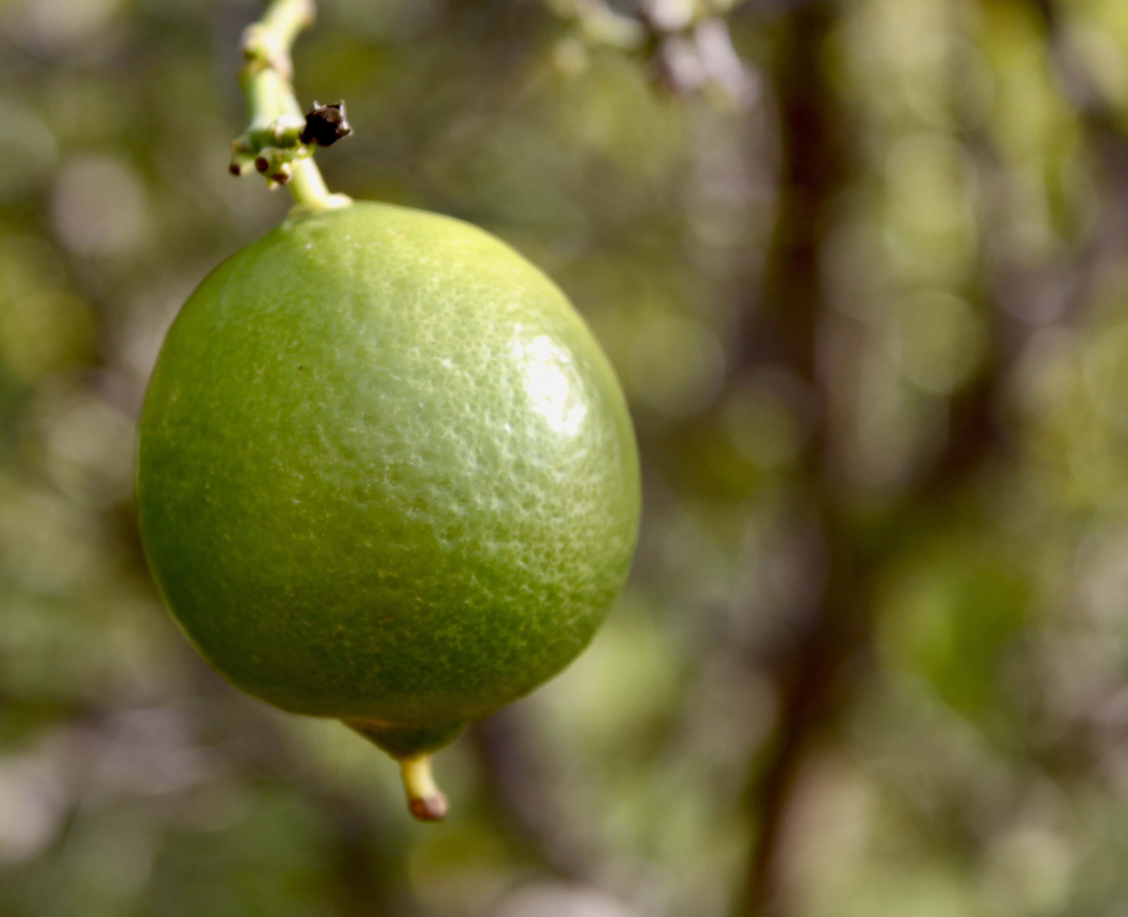 Lime