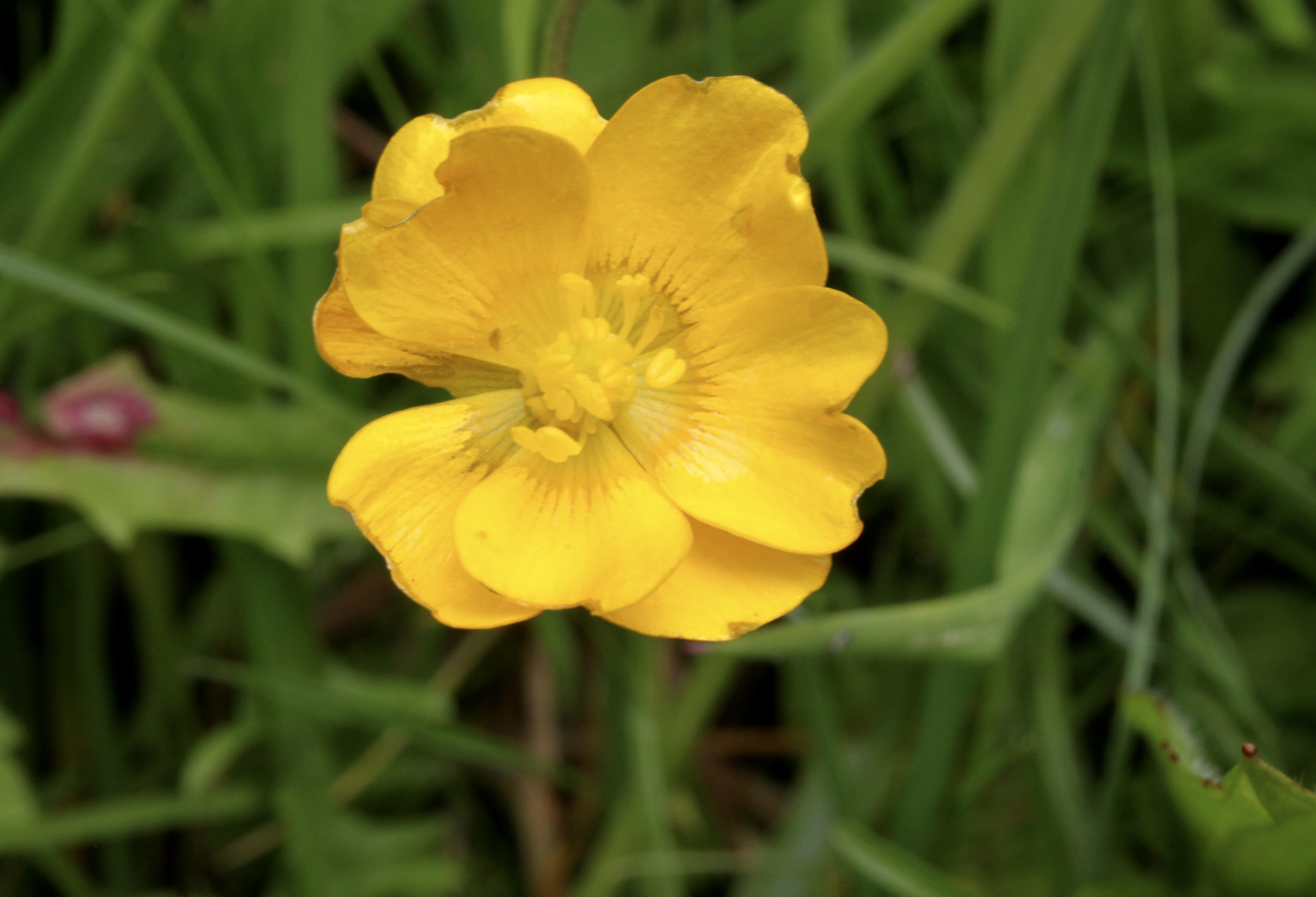 Buttercup