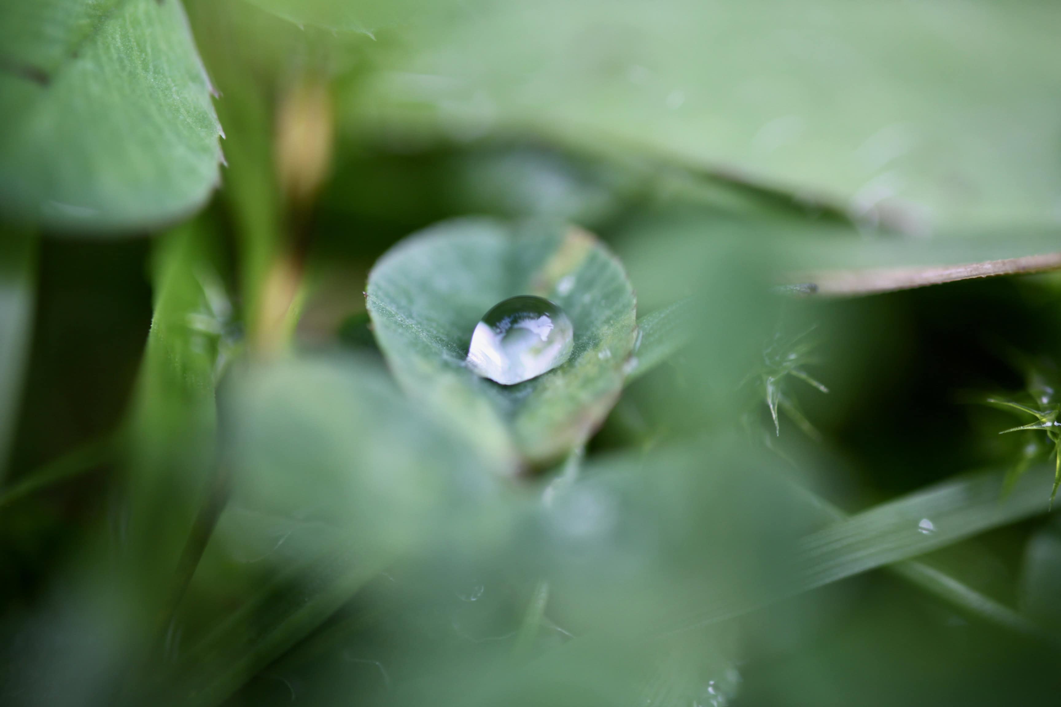 Raindrop on a clover leaf