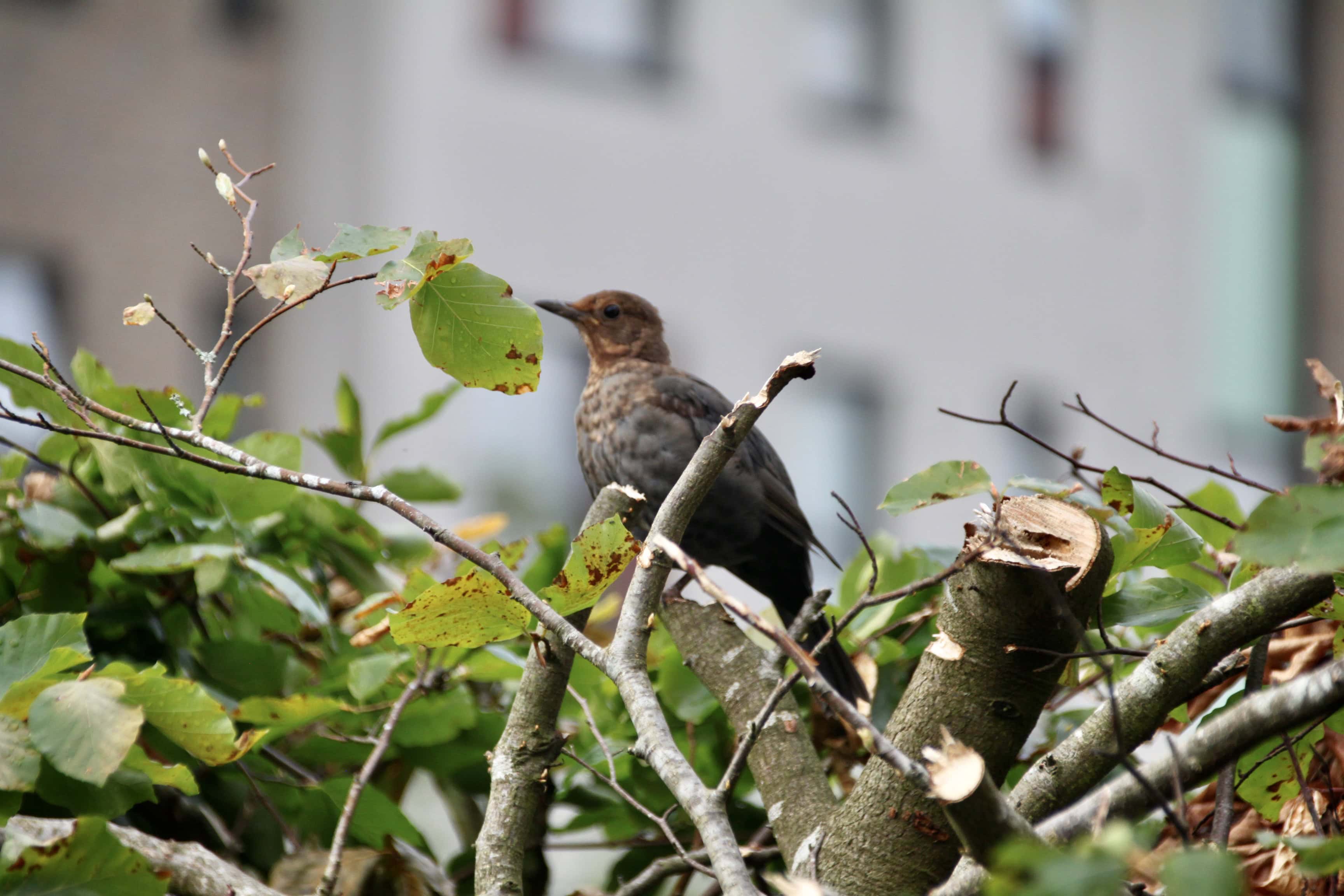 Female thrush