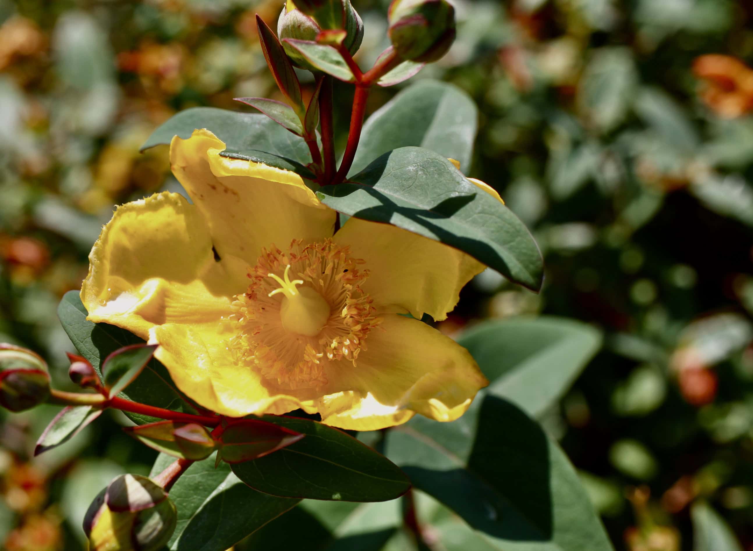 St Johns Wort