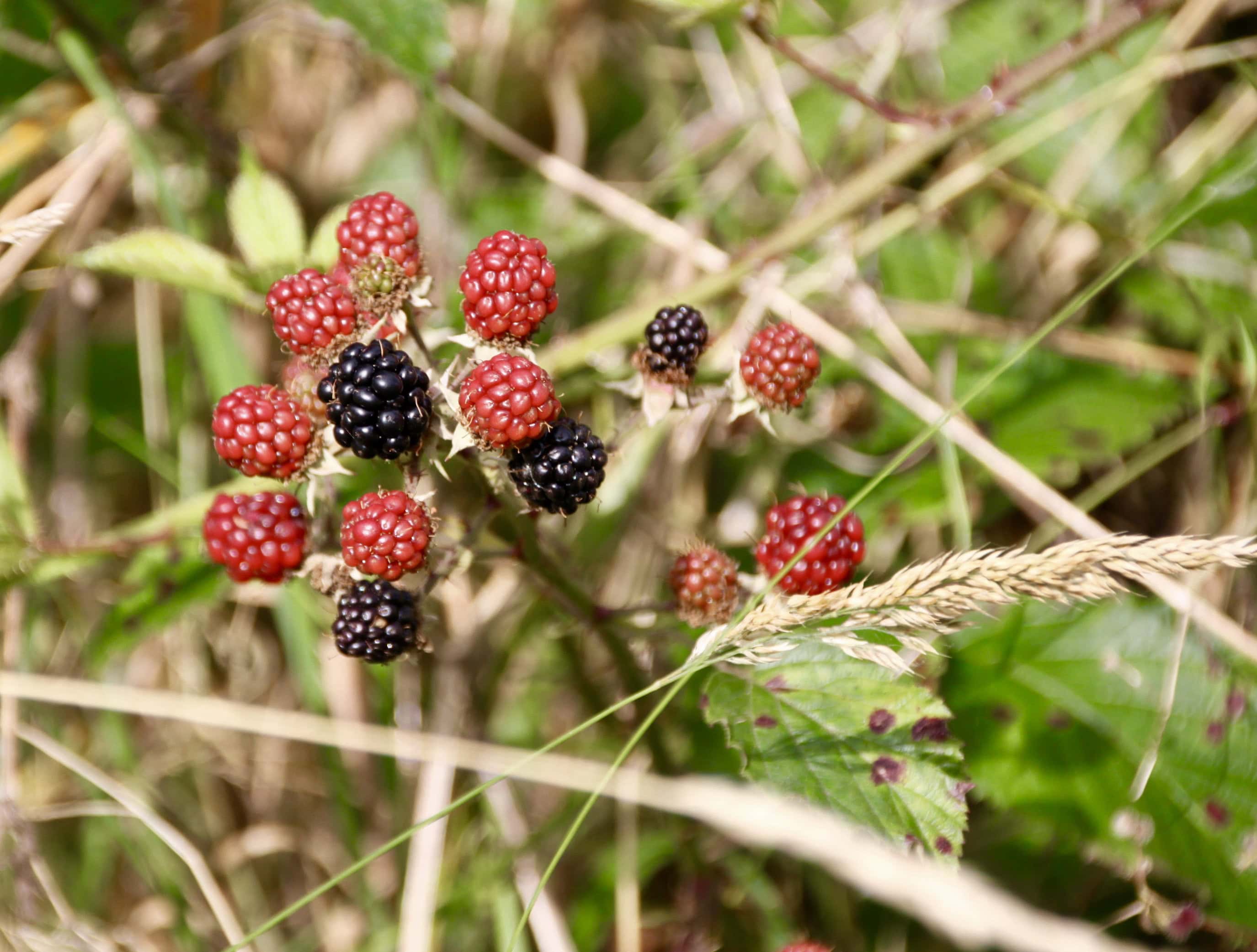 Brambles