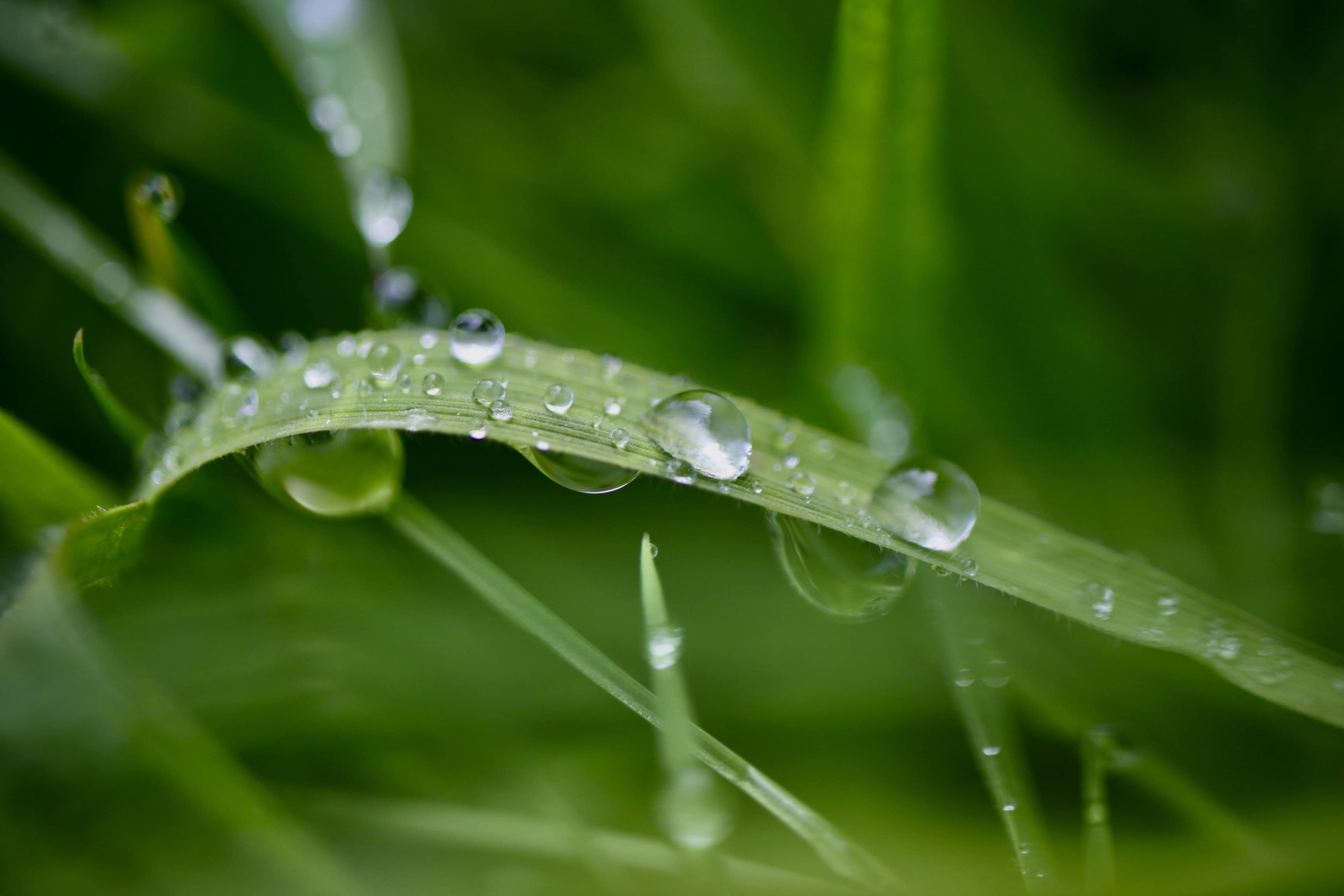 Raindrops on a grass blade
