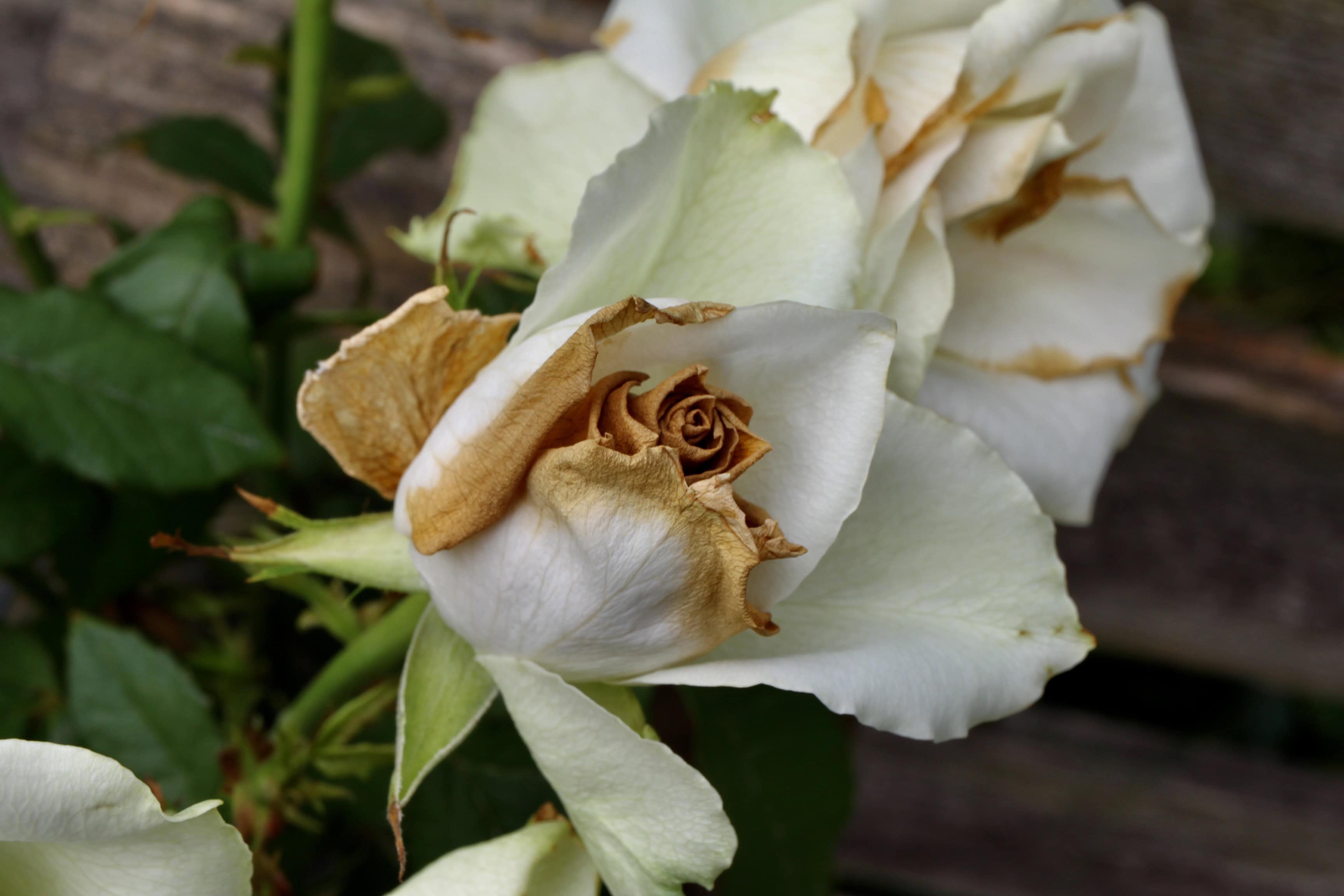 Roses