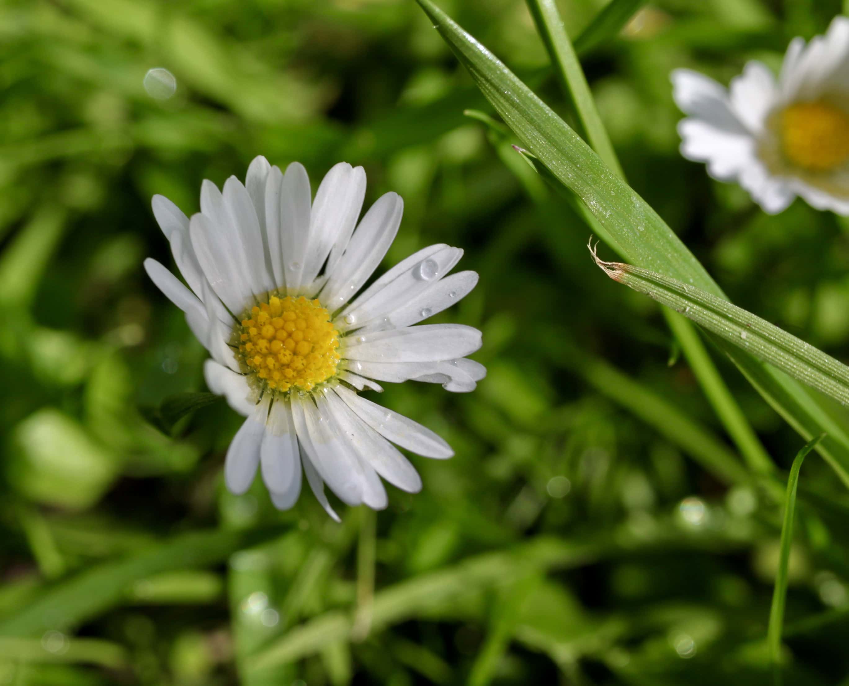 Daisy