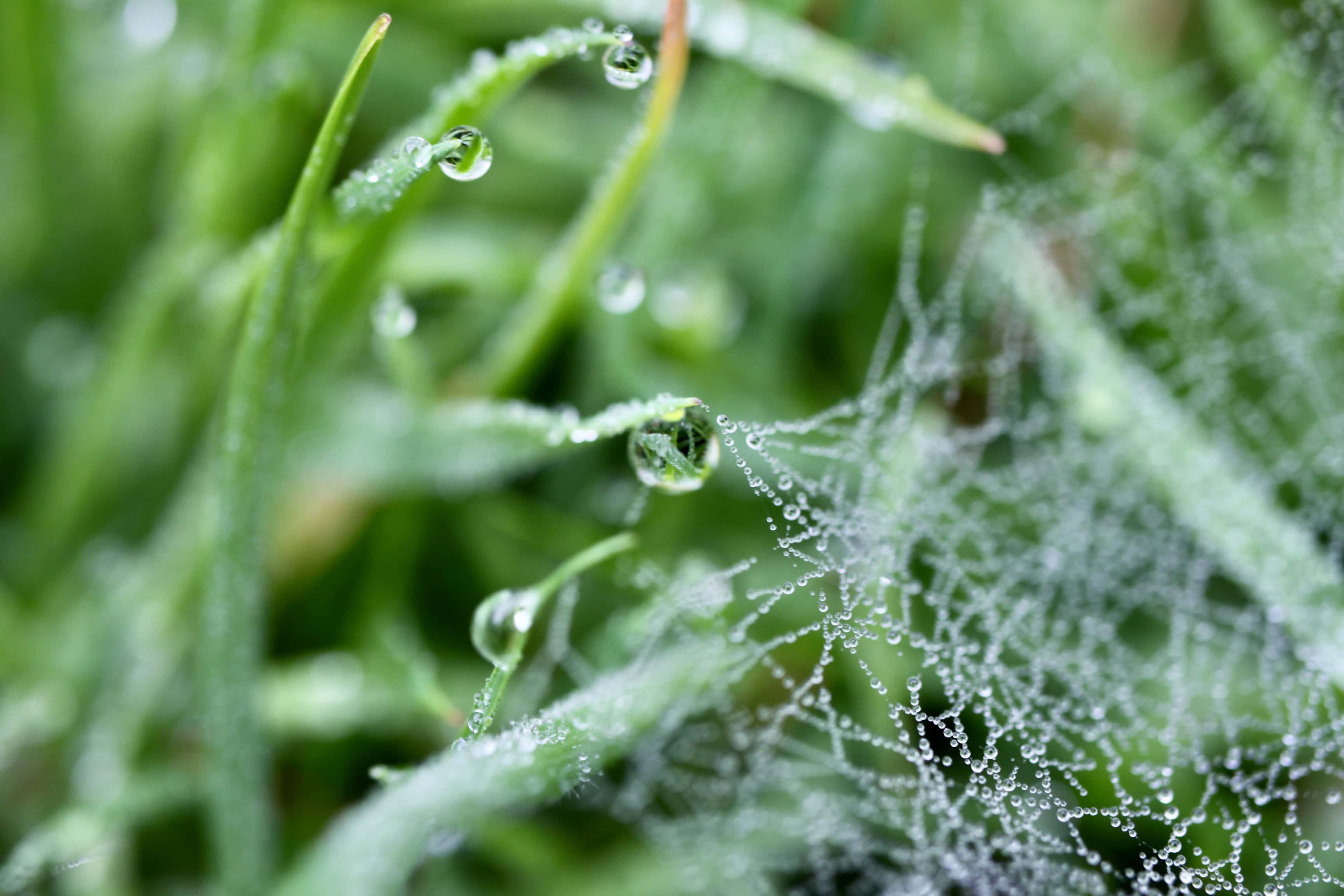 Raindrops on a wab