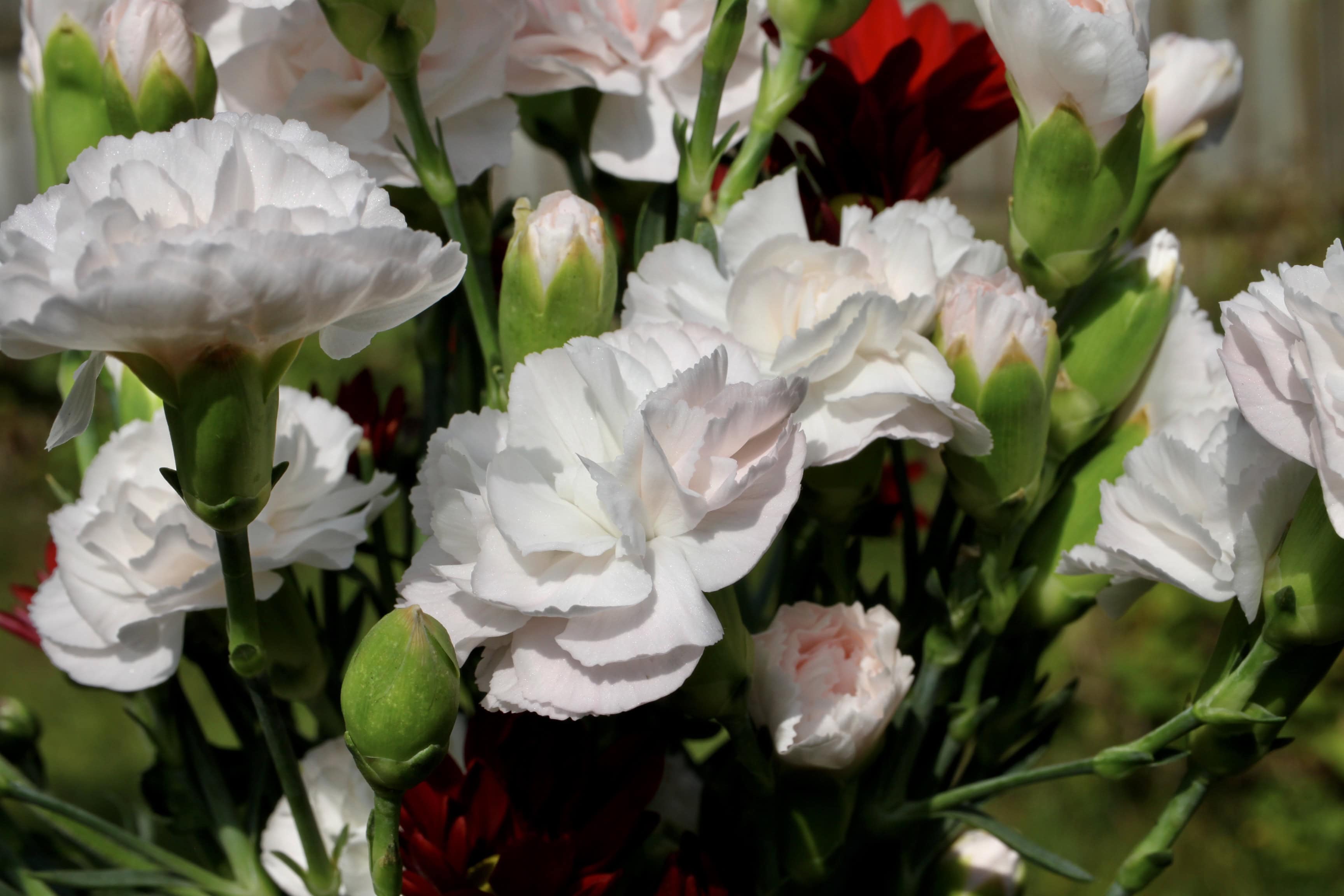 Carnations