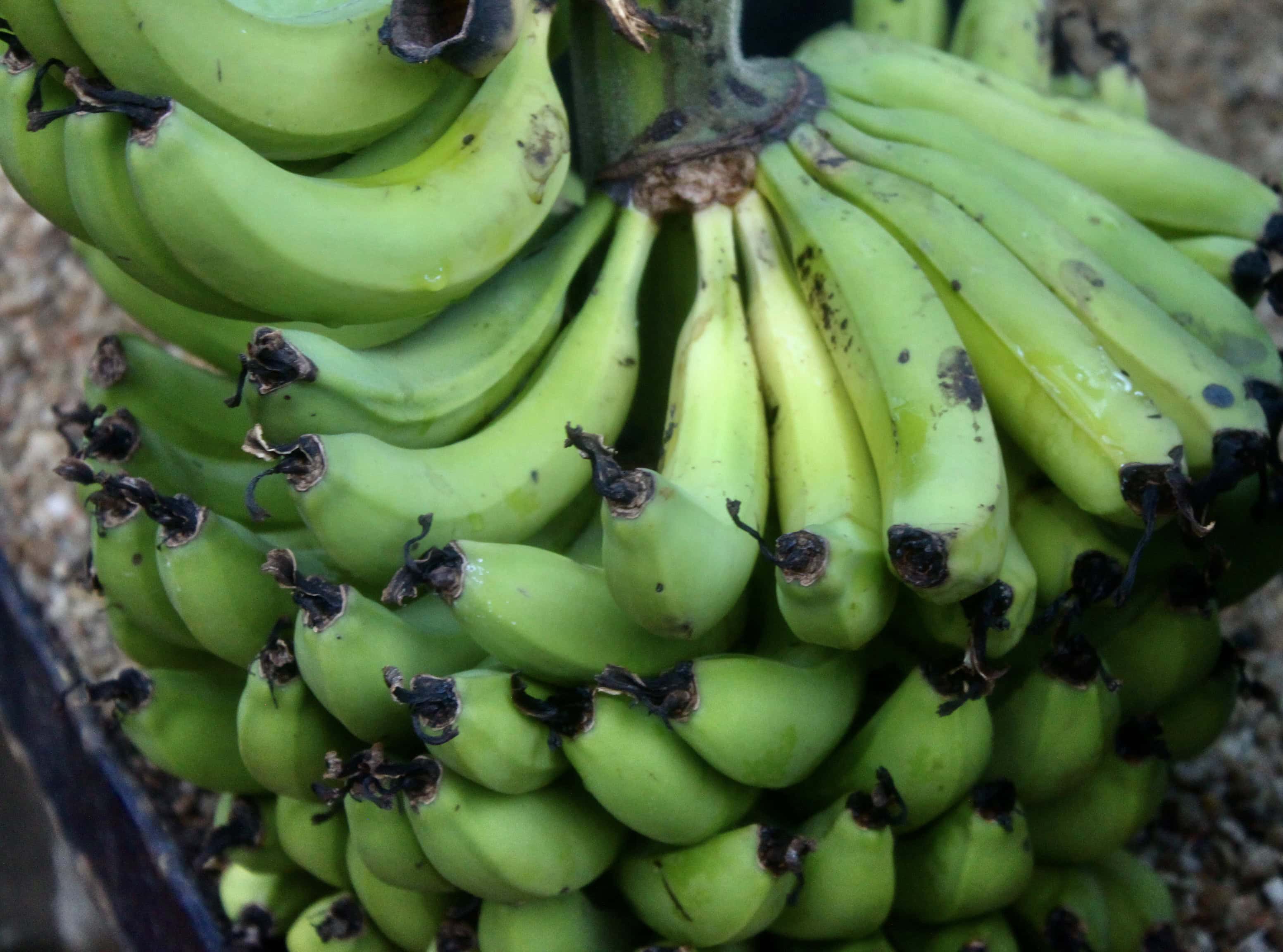 Bananas