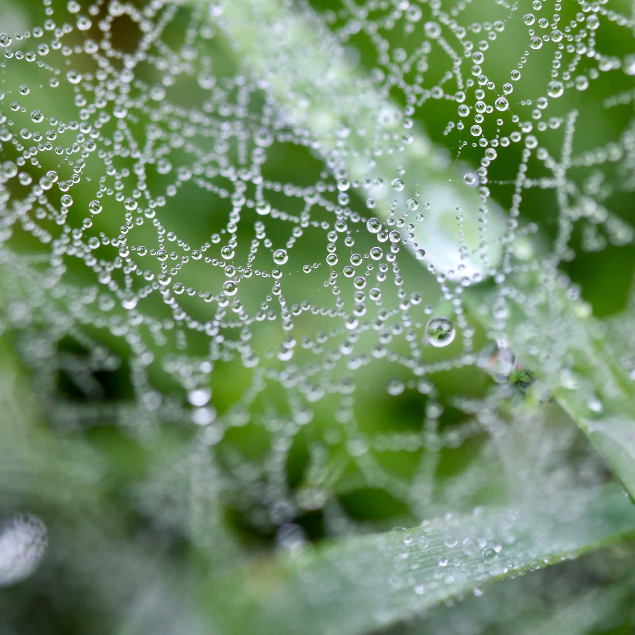 Raindrops #27