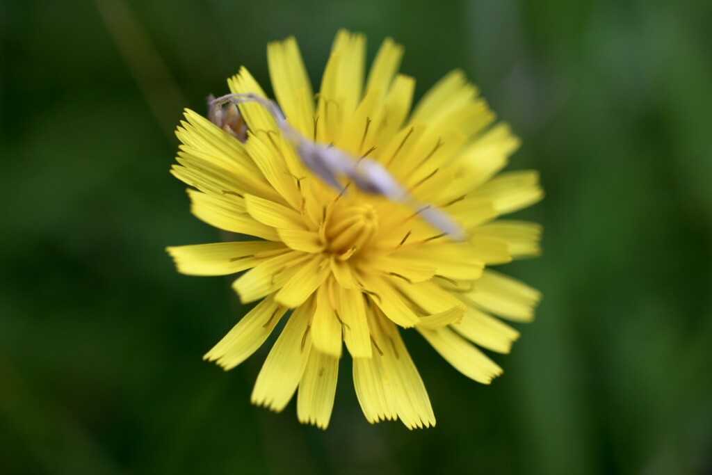 Oat grass & a dandelion