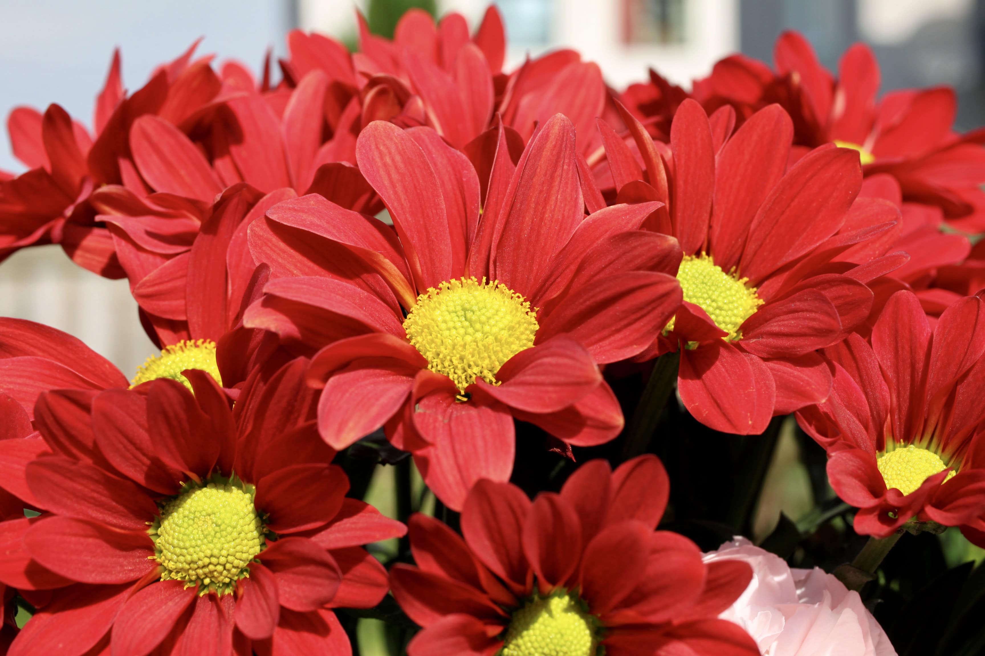 Red Chrysanths