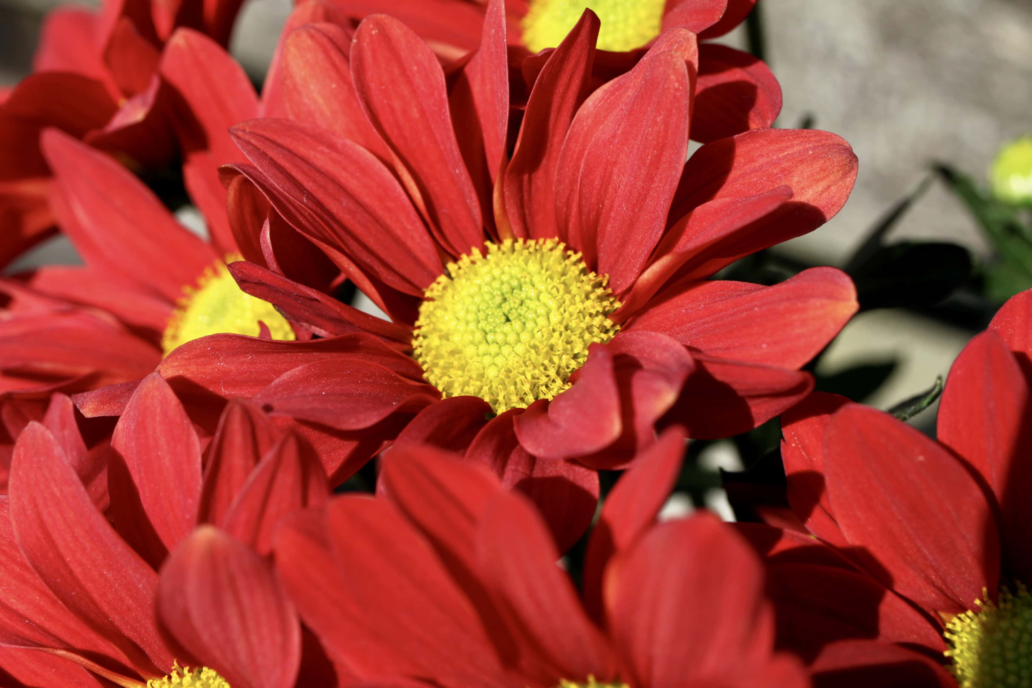 Red chrysanthemums