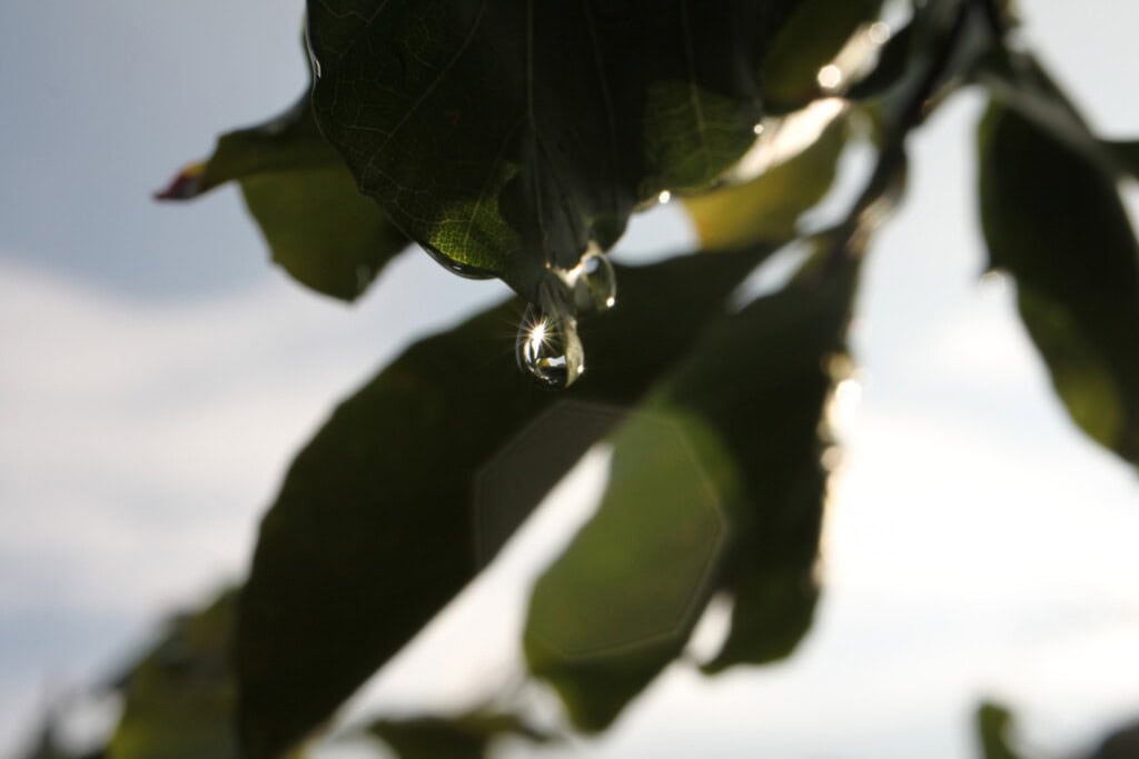 Sunlight sparkling off a raindrop