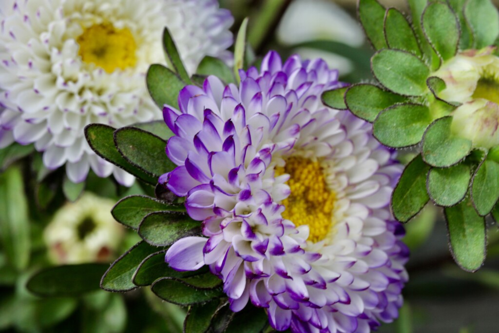Aster