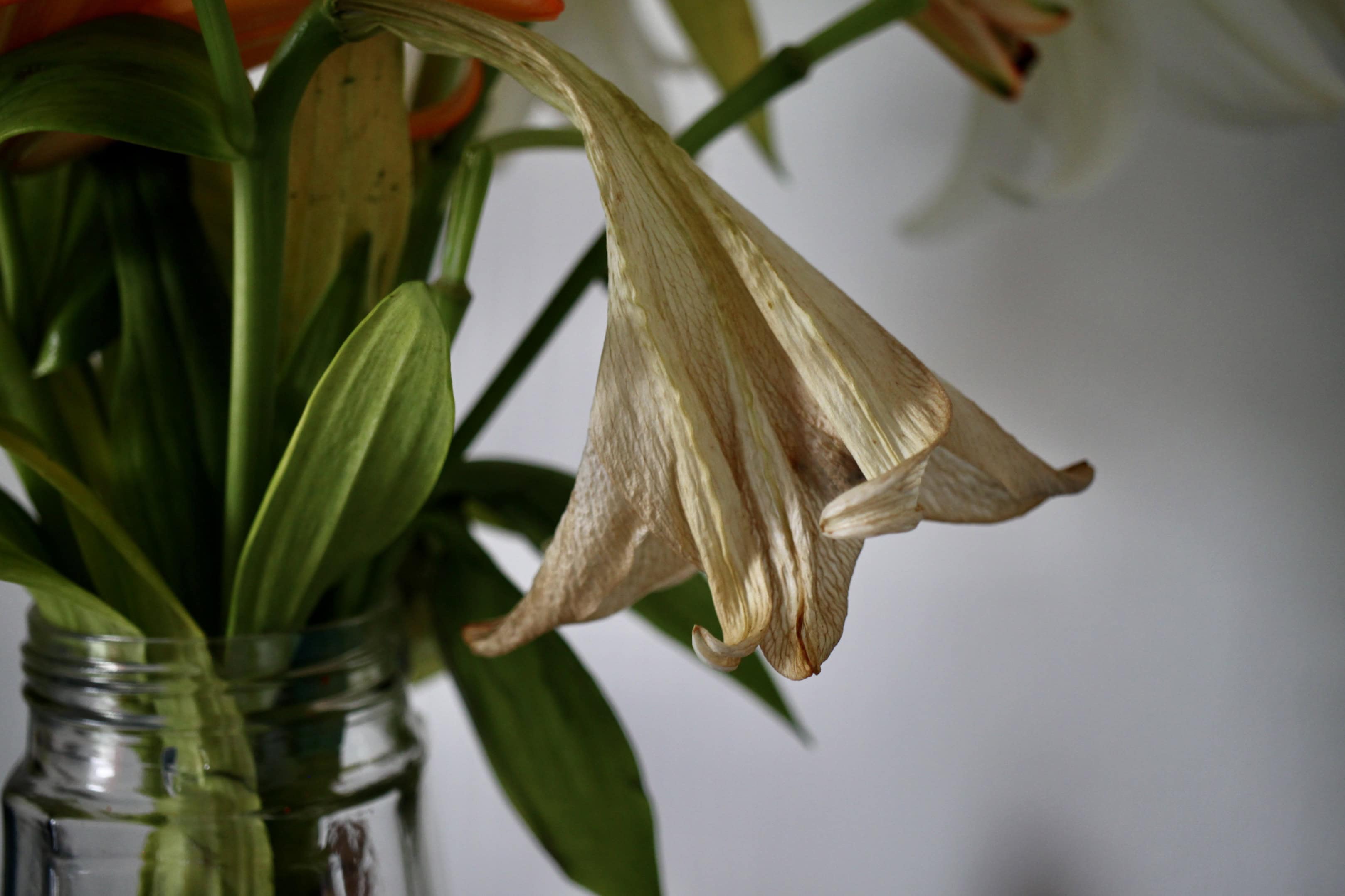 LA Lily