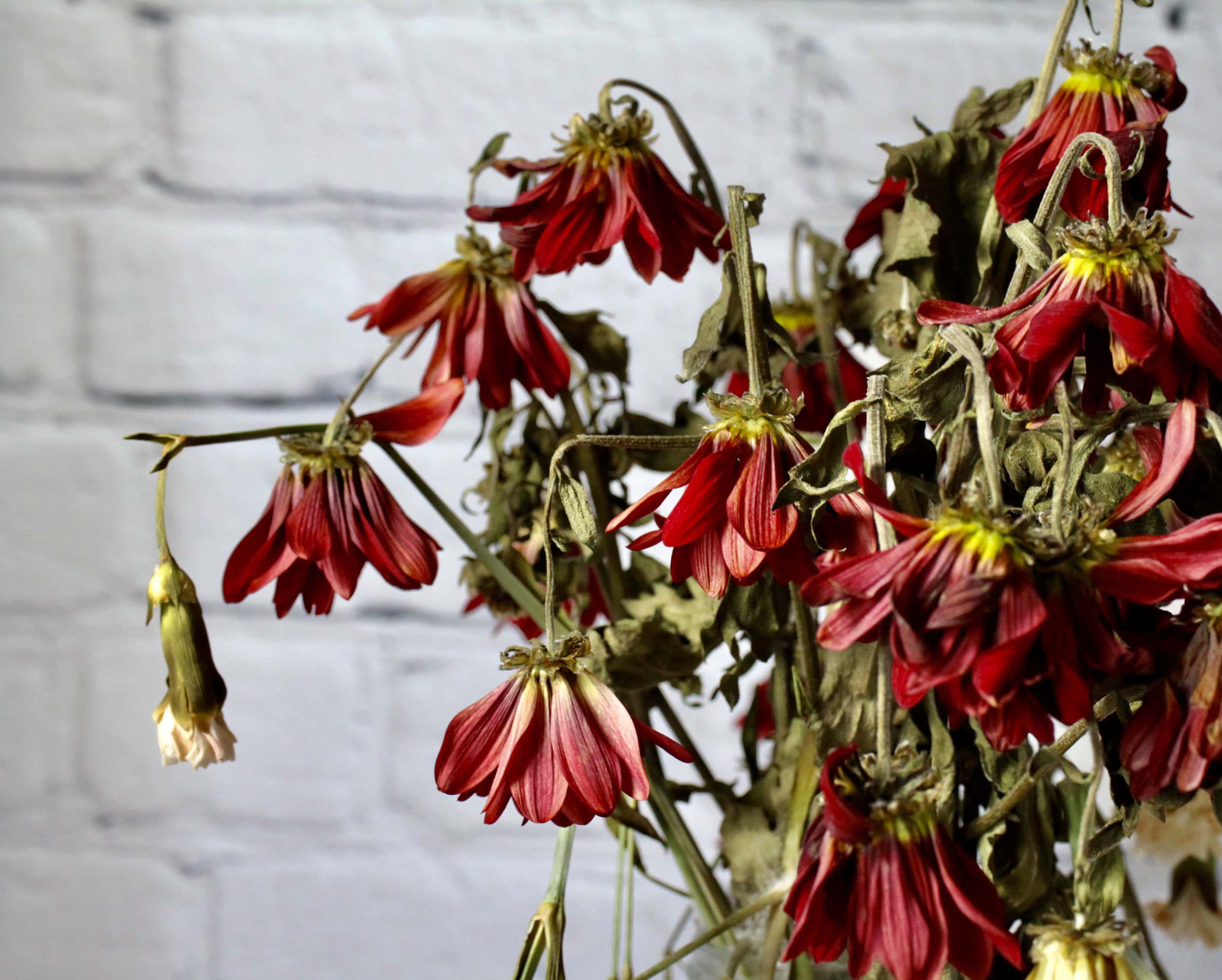Wilting flowers
