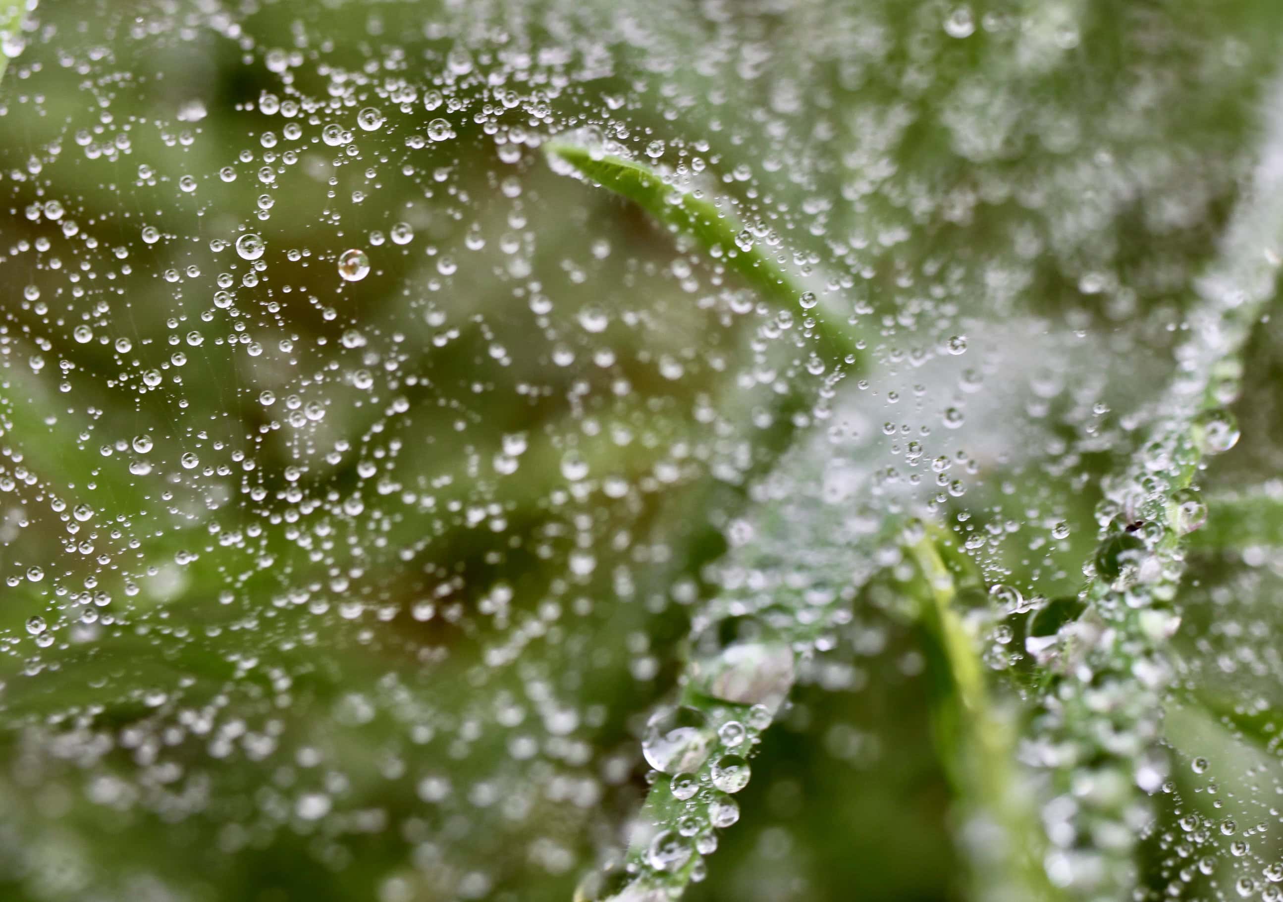 Raindrops #23