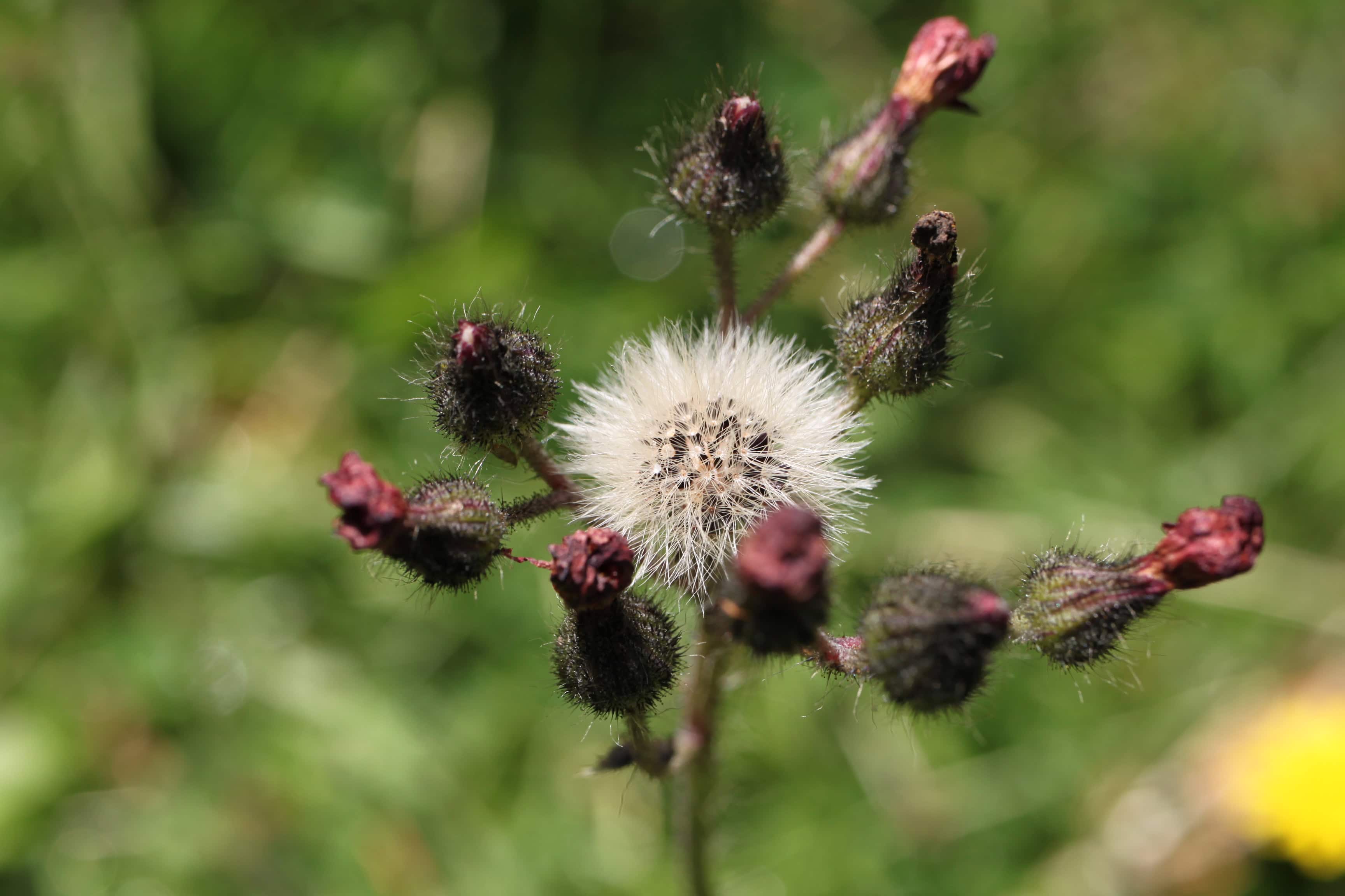 Orange hawkweed