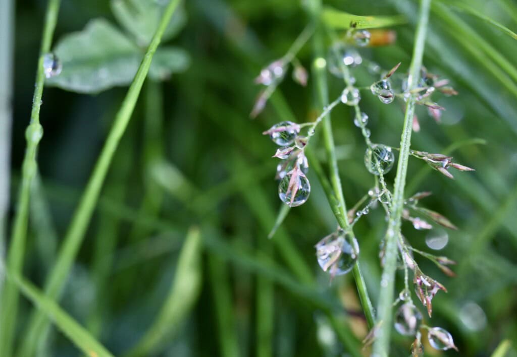 Raindrops on oat grass