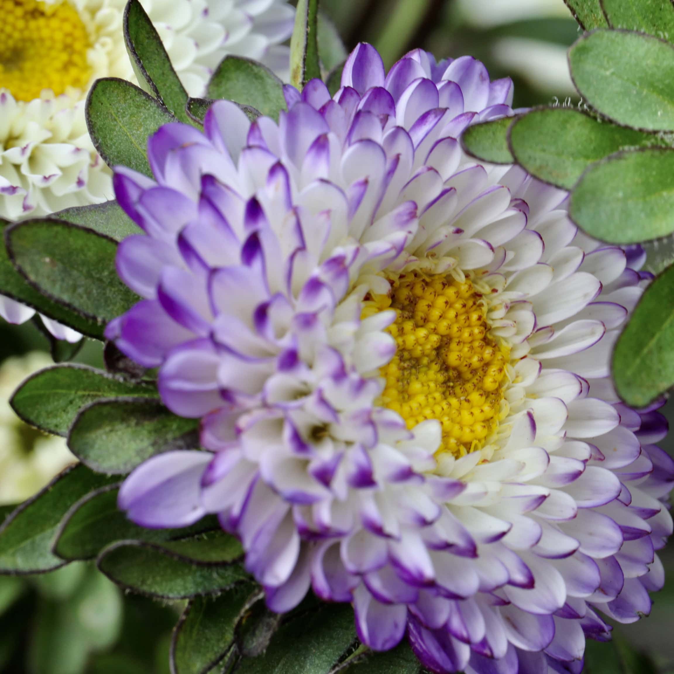 Aster — FOTD Aug 30