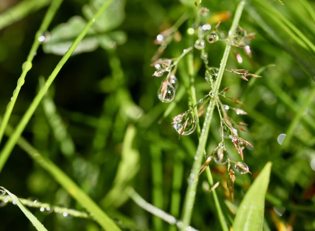 Raindrops sparkling in the sun