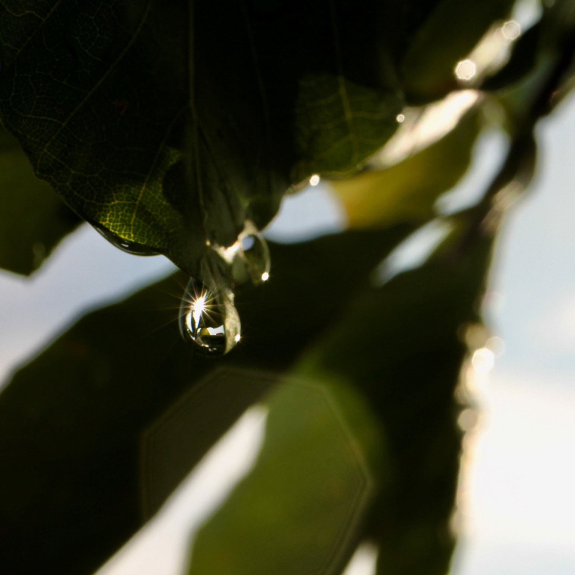 Sparkle — Raindrops #33