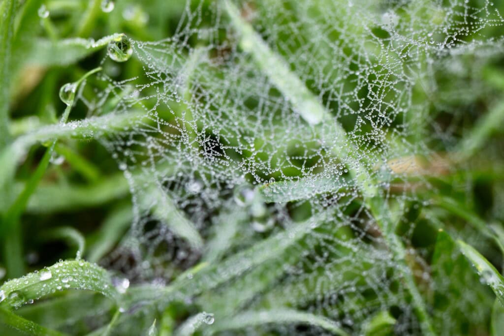 Raindrops on a web