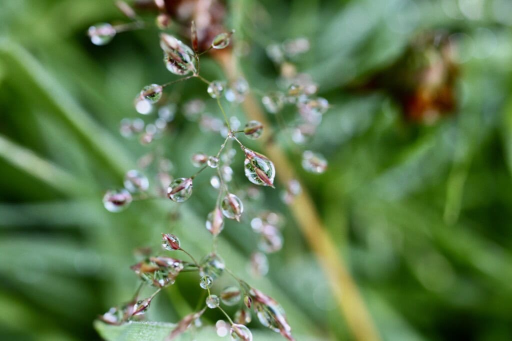 Raindrops on oat grass